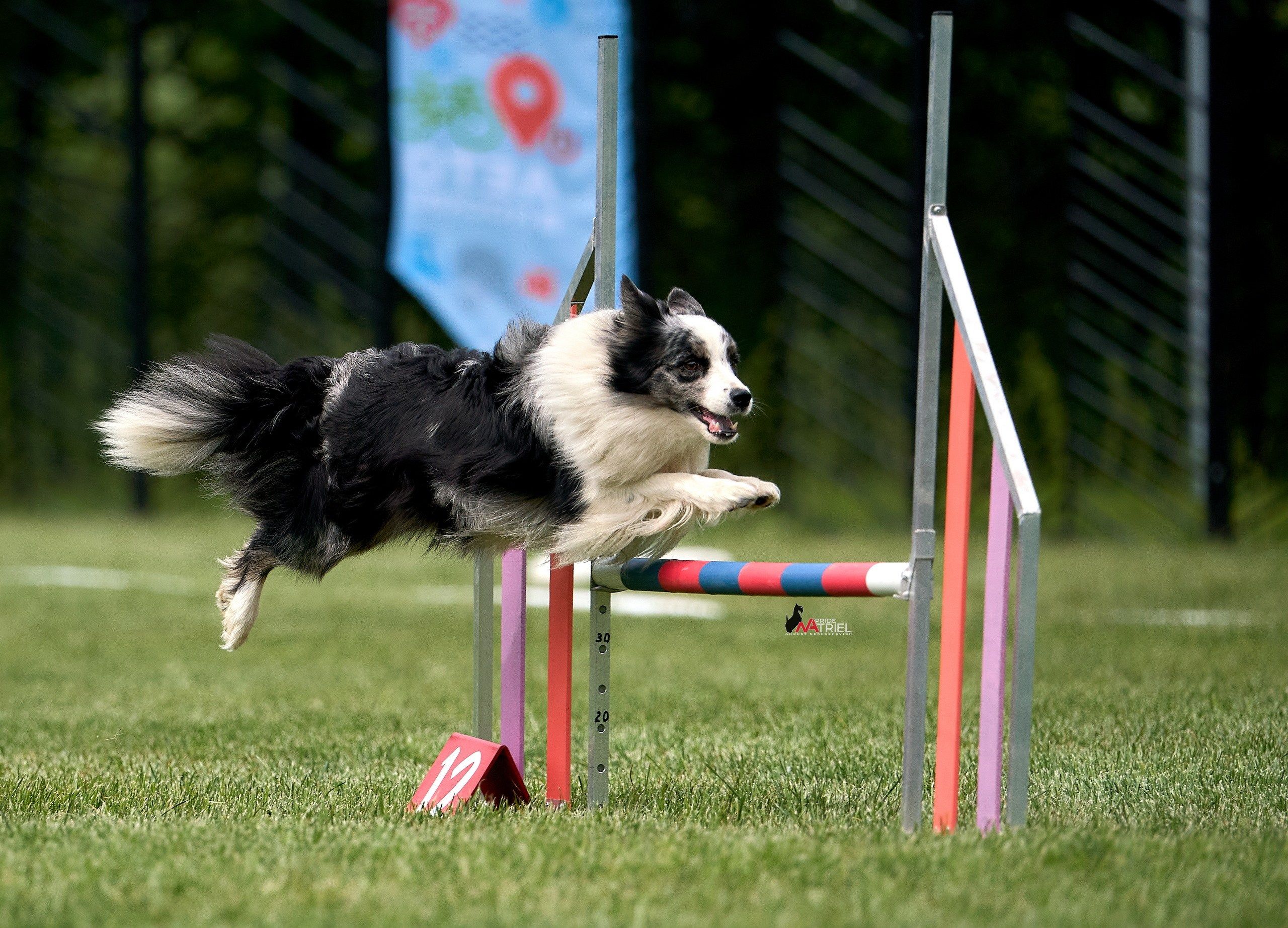 Аджилити — галерея NATRIEL