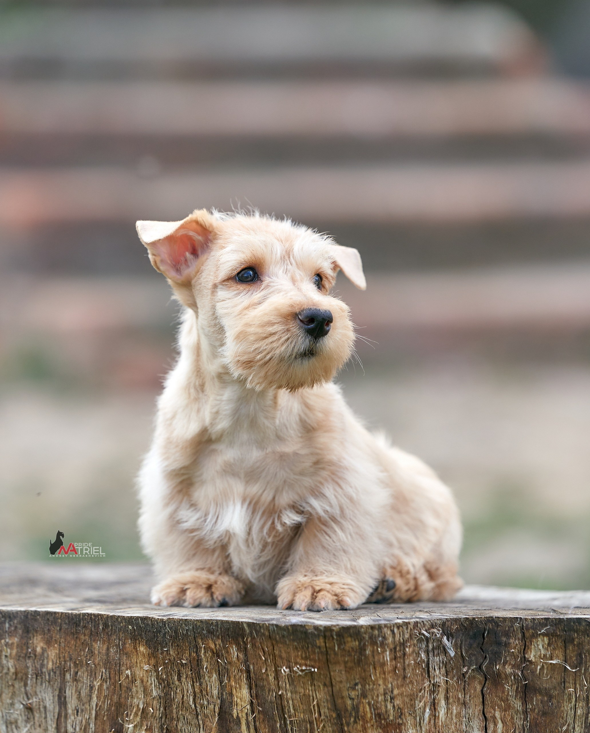 Щенки на прогулке — галерея NATRIEL