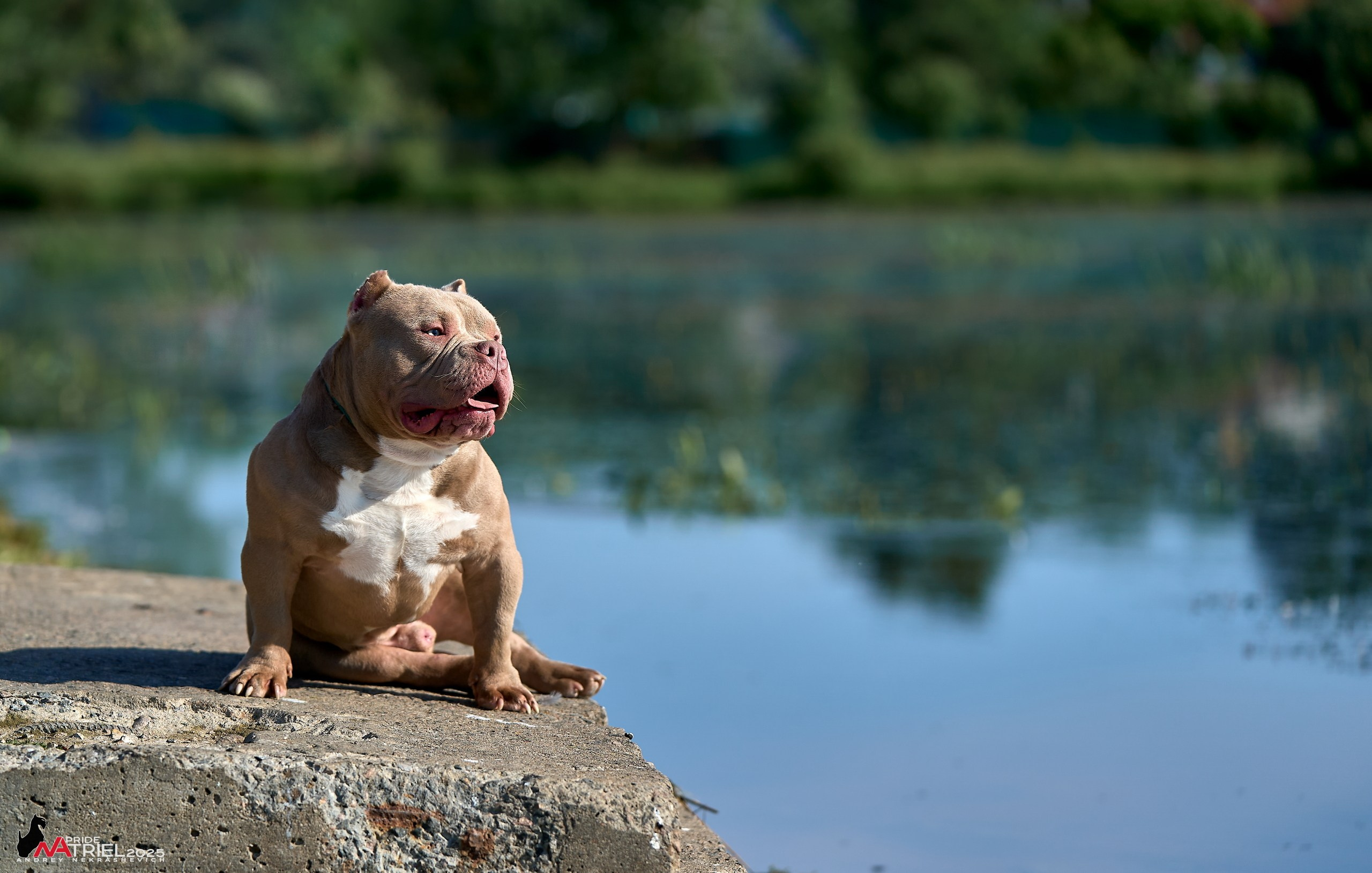 Съемка собак породы булли на природе