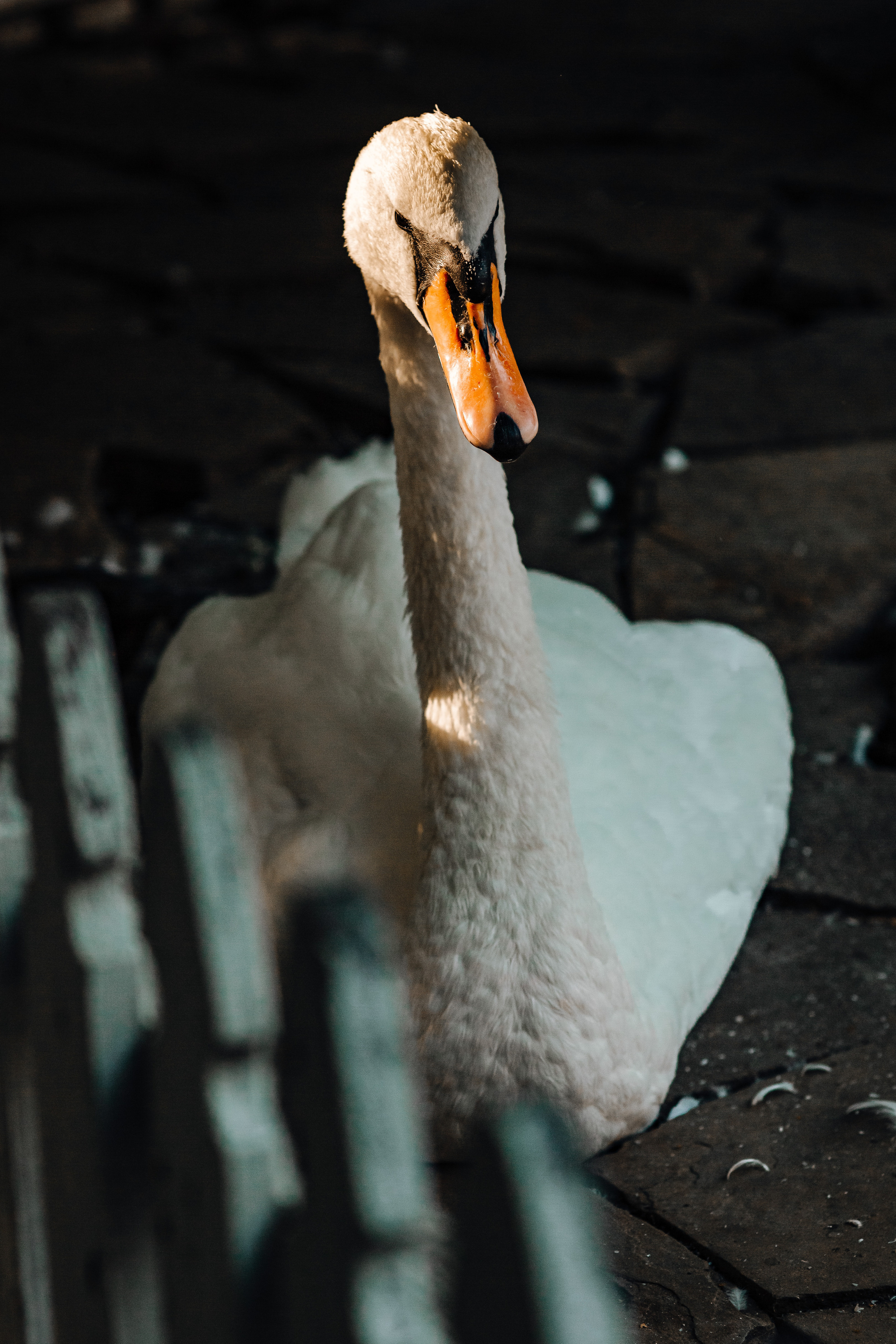 Константин и Диана. Фотограф в Ростове-на-Дону Соколова Ксения