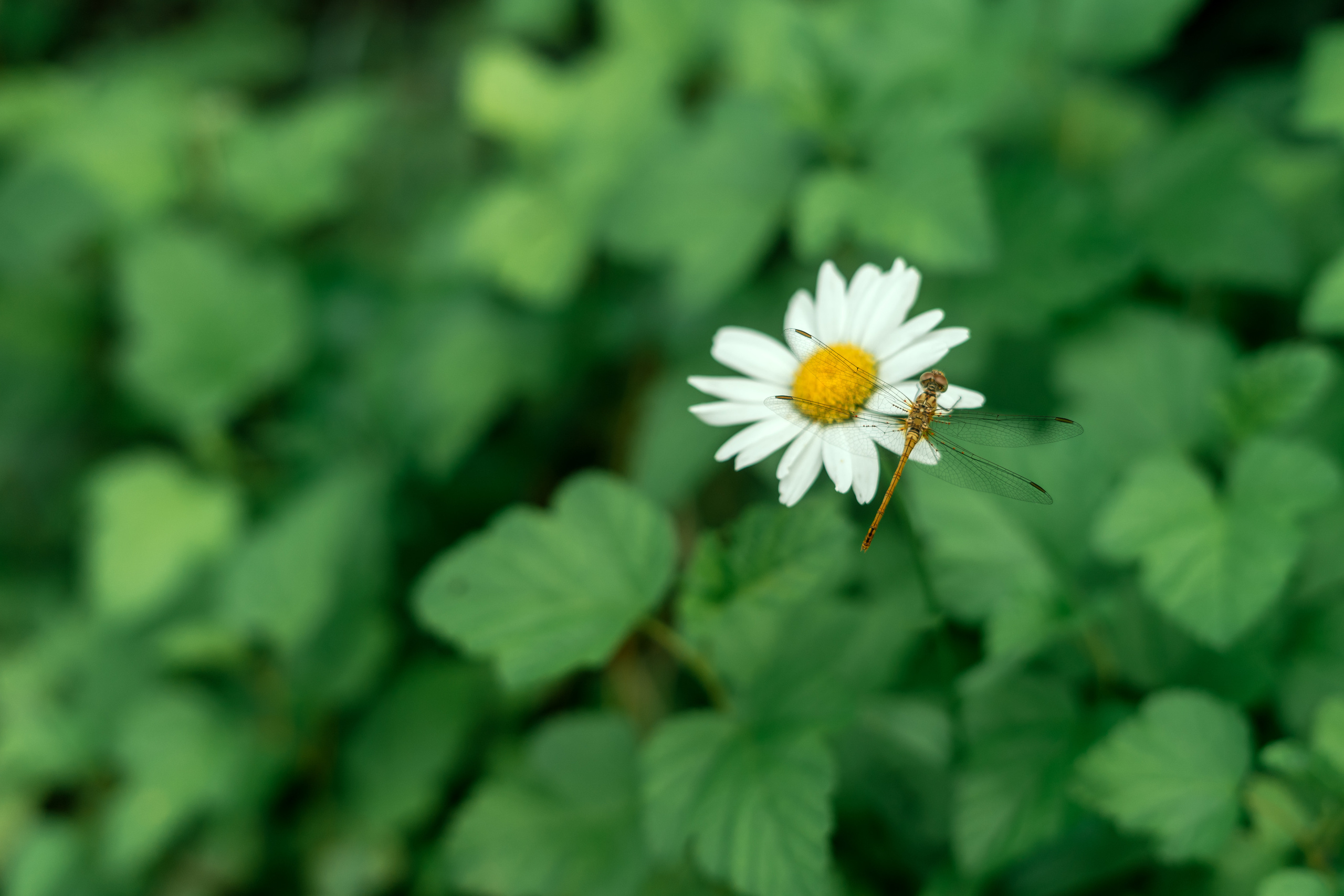 София. Фотограф в Ростове-на-Дону Соколова Ксения