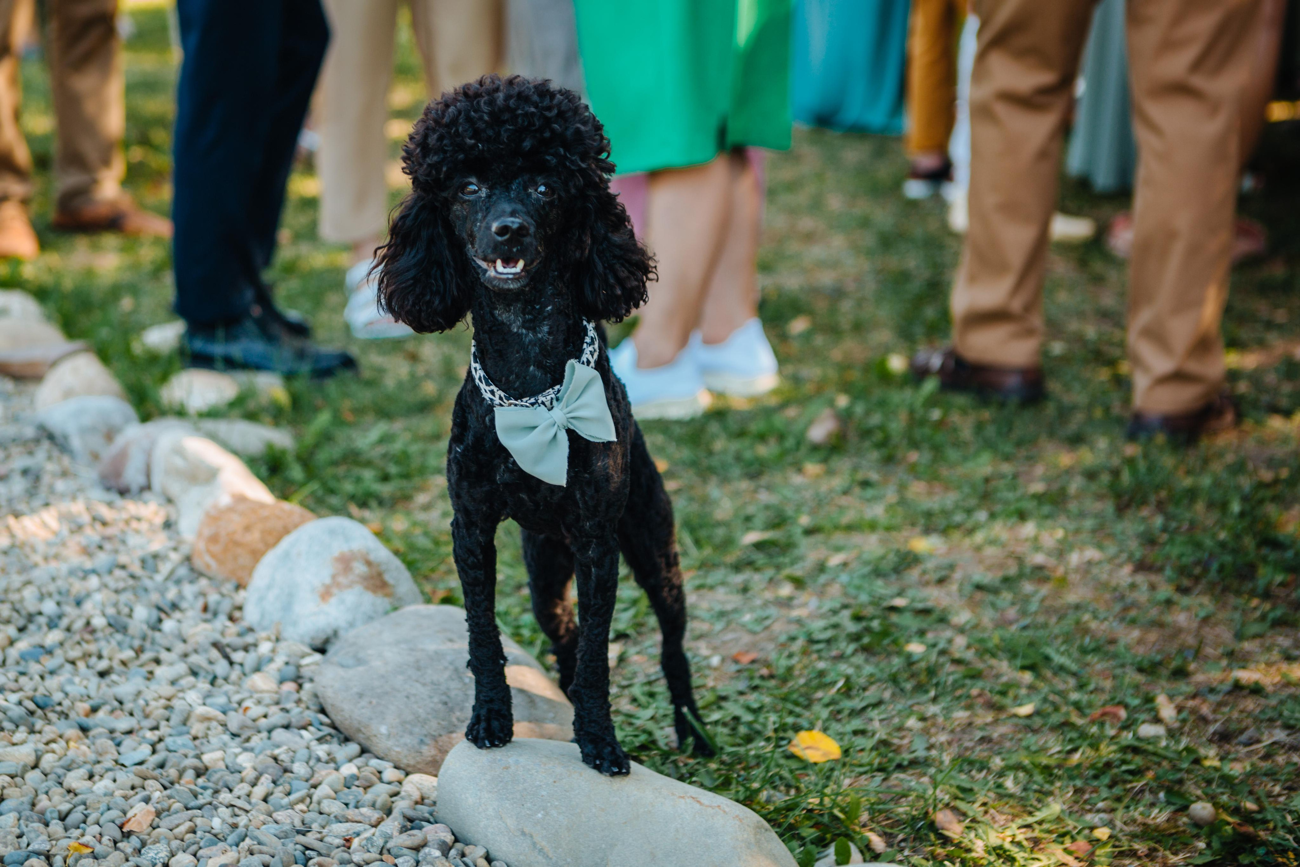 Свадьба в Адыгее, фуршет. Фотограф в Ростове-на-Дону Соколова Ксения