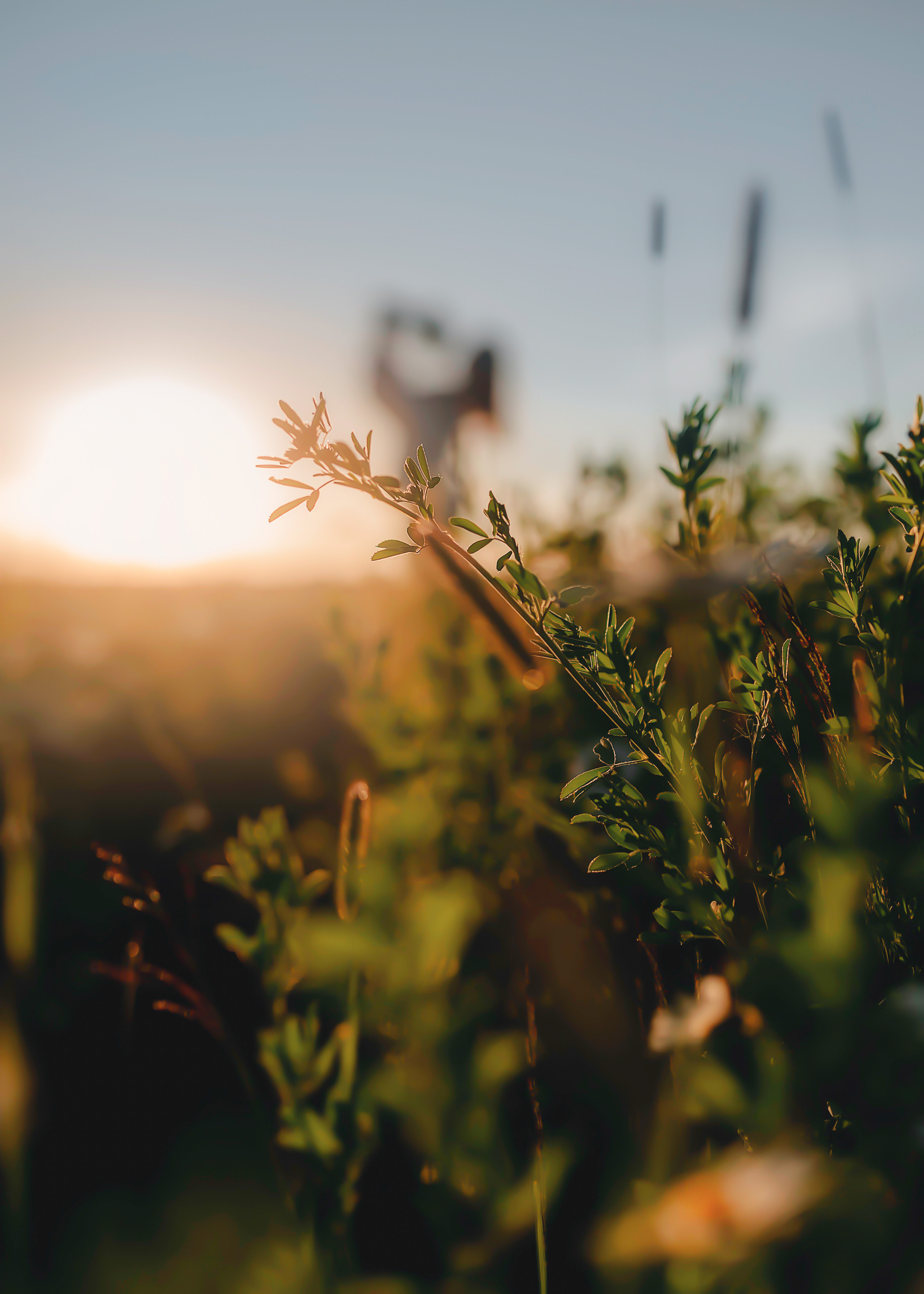 Настя —летняя фотосессия. Фотограф в Москве
