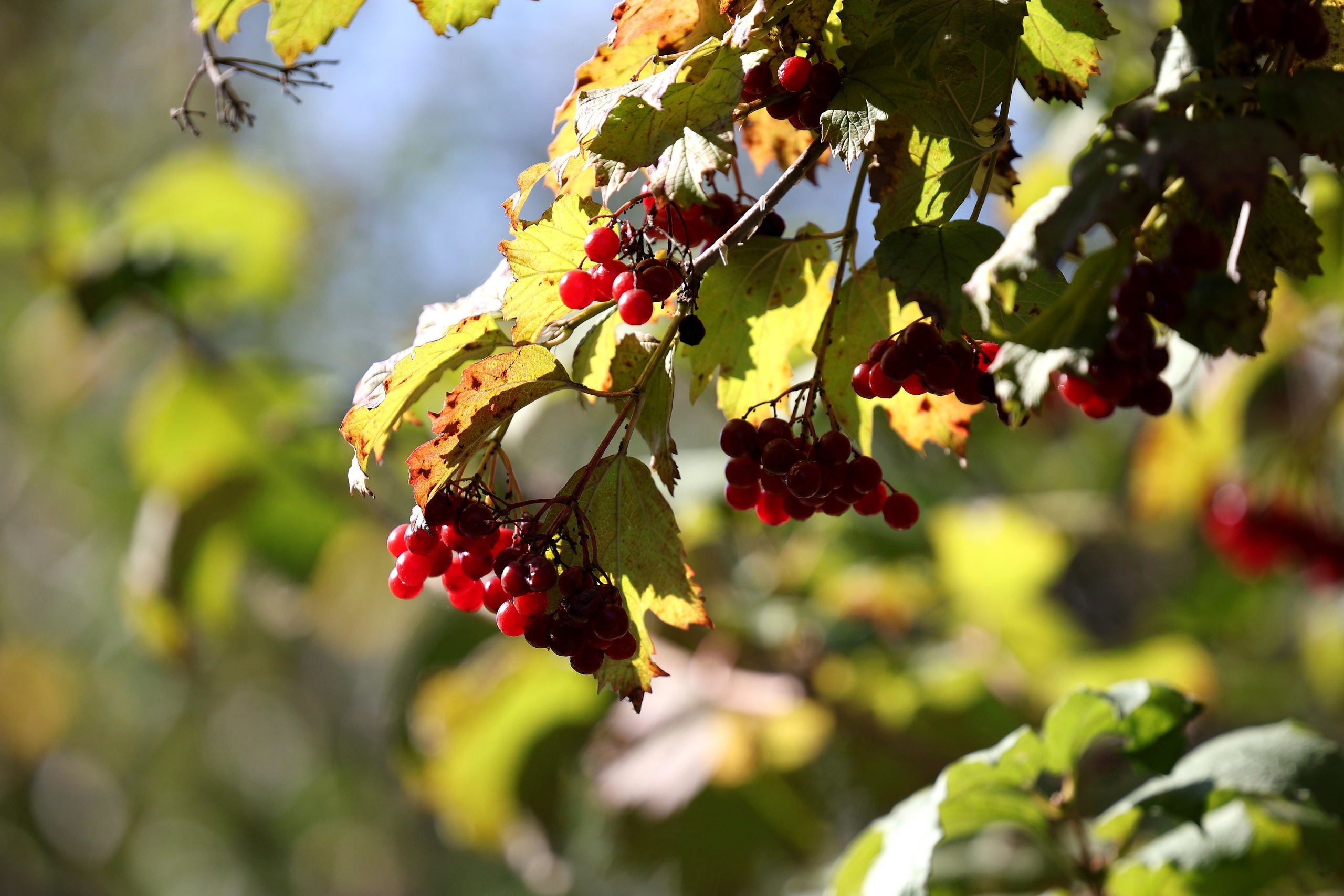 RUN Battle. Осень. Спортивный и репортажный фотограф Ермакова Светлана