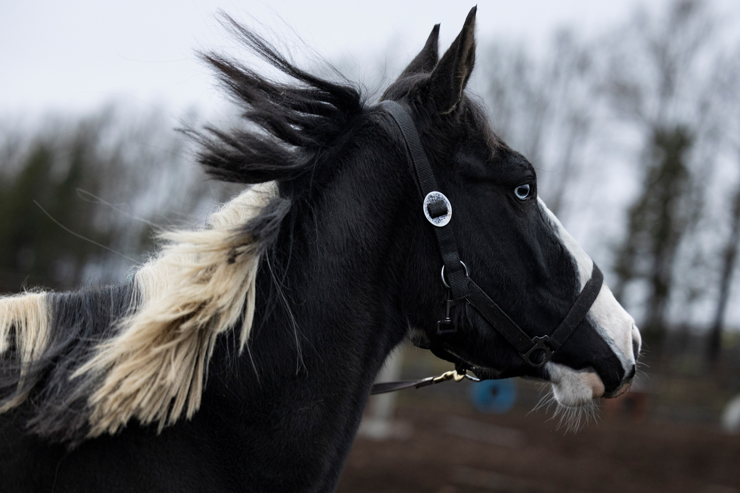 Дракарис и Кейси. Фотограф-анималист Анна Маринич
