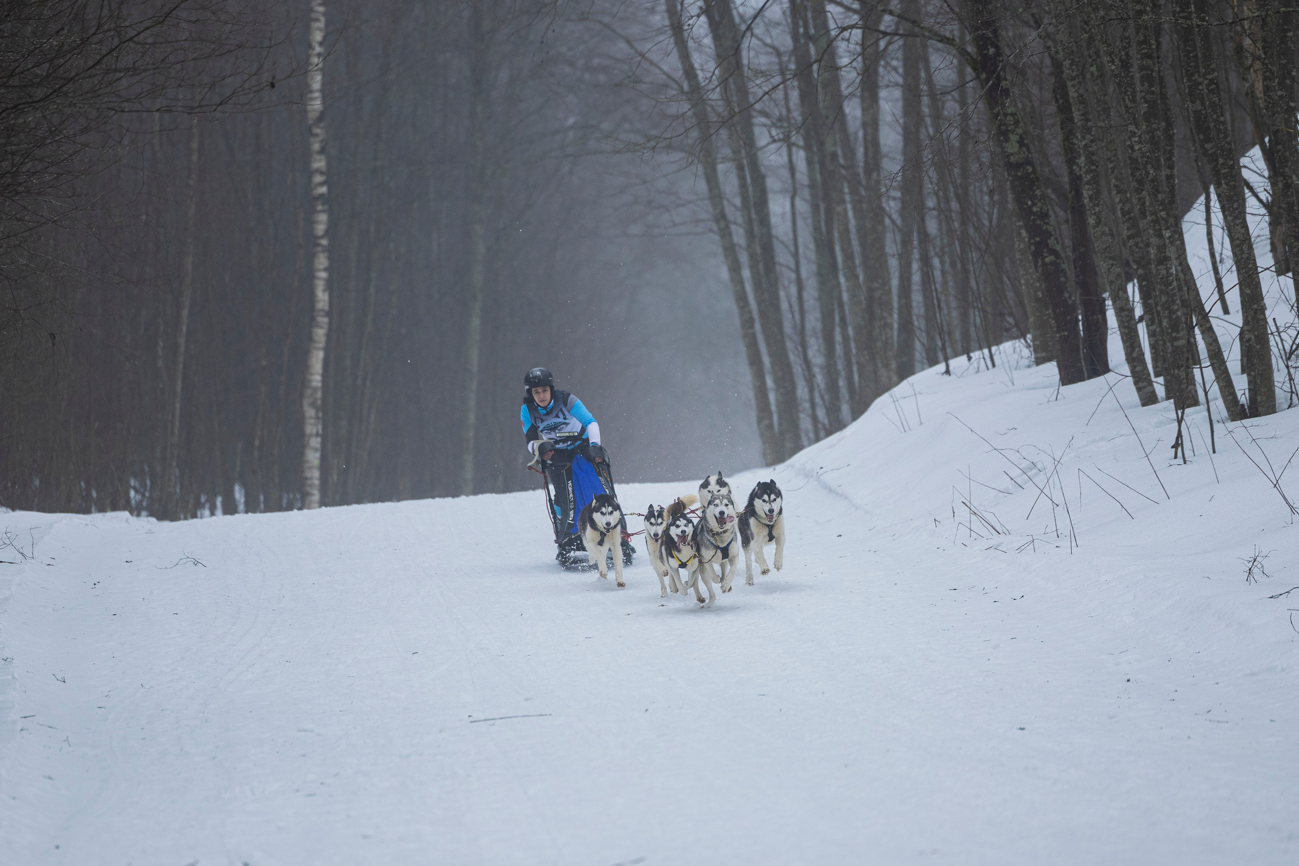 Зимний Чемпионат Санкт-Петербурга по ездовому спорту. Фотограф-анималист Анна Маринич