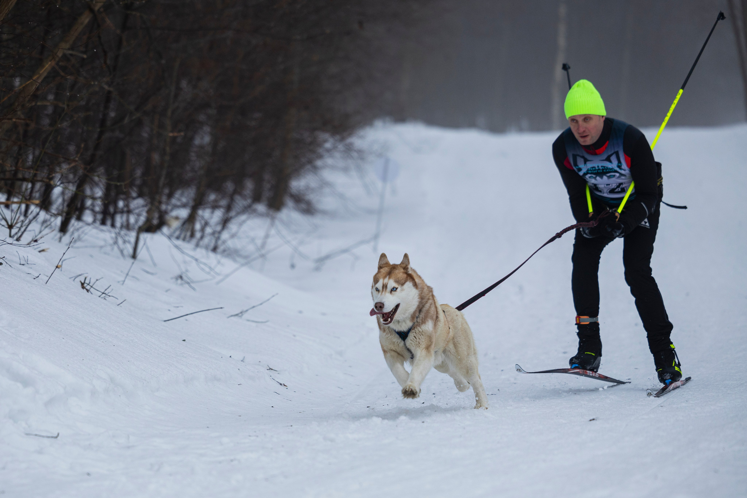 Зимний Чемпионат Санкт-Петербурга по ездовому спорту. Фотограф-анималист Анна Маринич