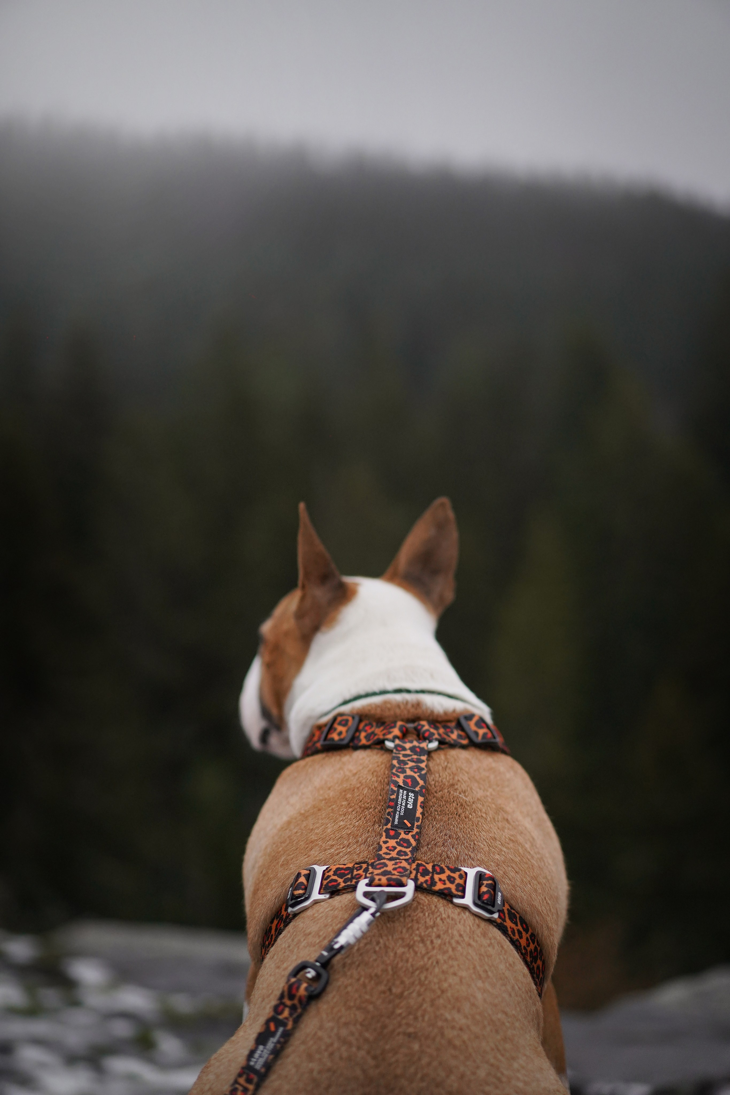 Юни на горе Паасо. Фотограф-анималист в Санкт-Петербурге Яна Мартынова