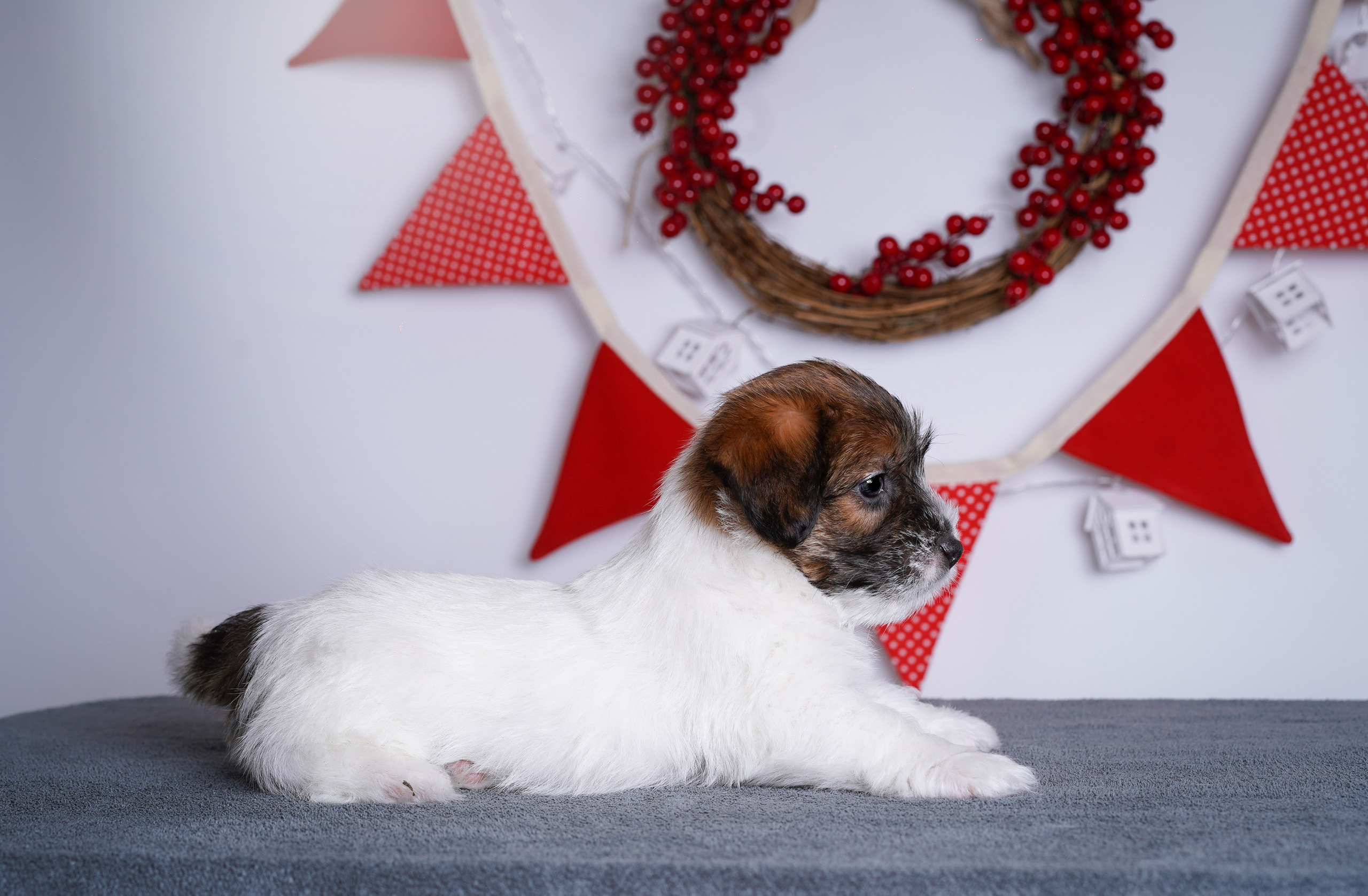 Щенки джек-рассела. Фотограф-анималист в Санкт-Петербурге Яна Мартынова