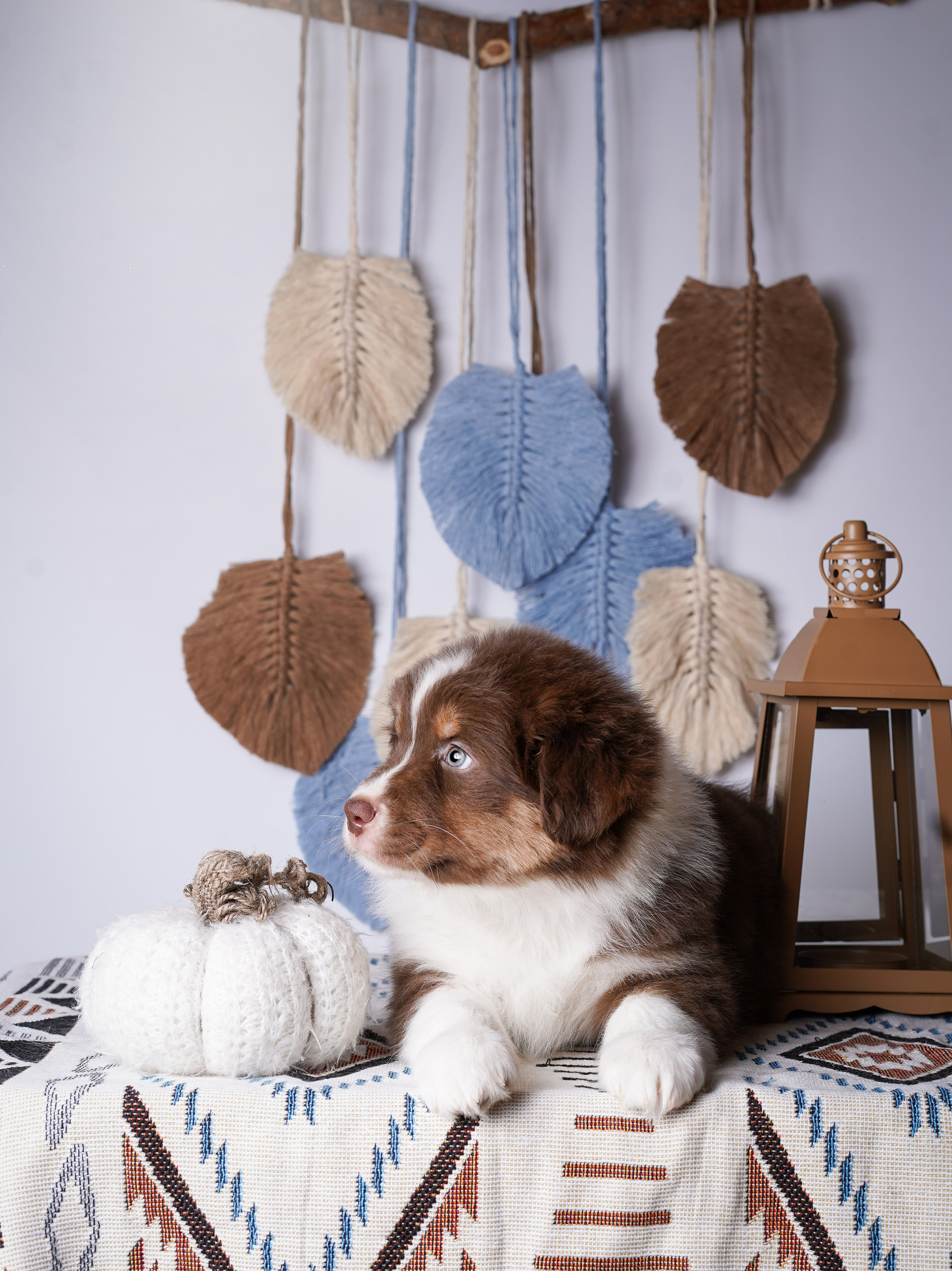 Щенки аусси. Фотограф-анималист в Санкт-Петербурге Яна Мартынова