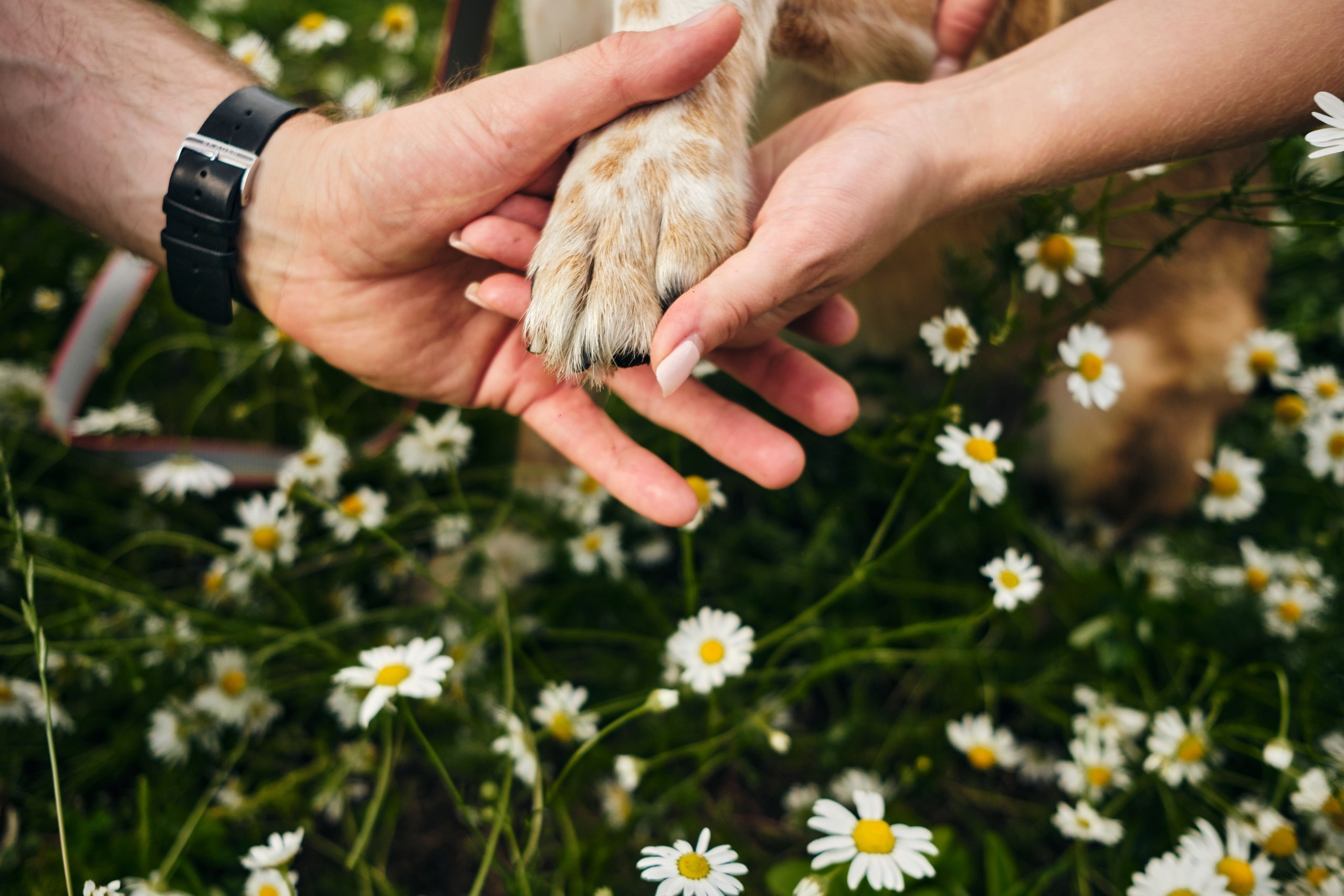Фотосессия  для паши пса. Профессиональный фотограф в Москве — Максим Дьяконов