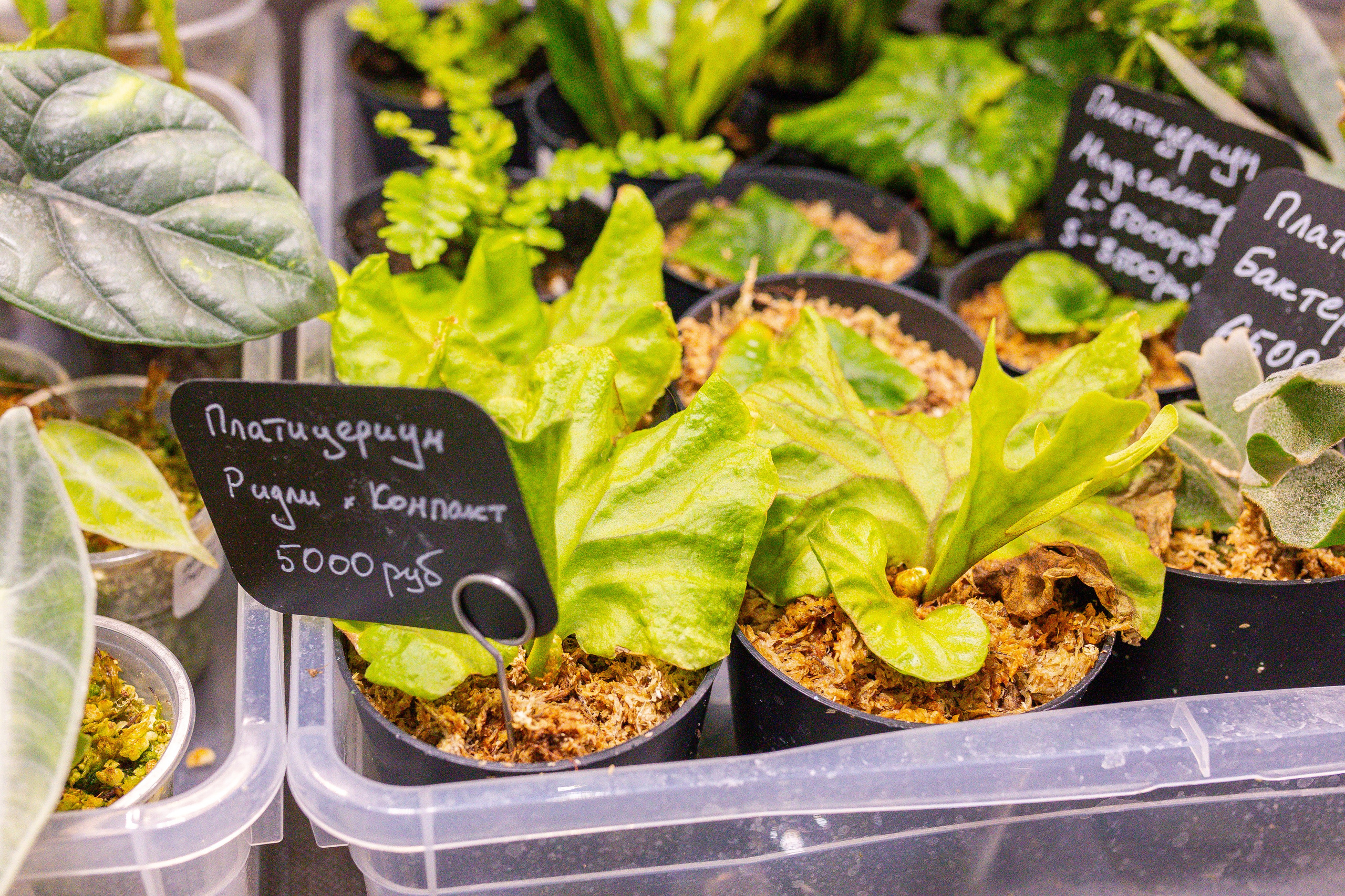 Монстериум 11–12 октября. Александра Куликова фотограф, Москва