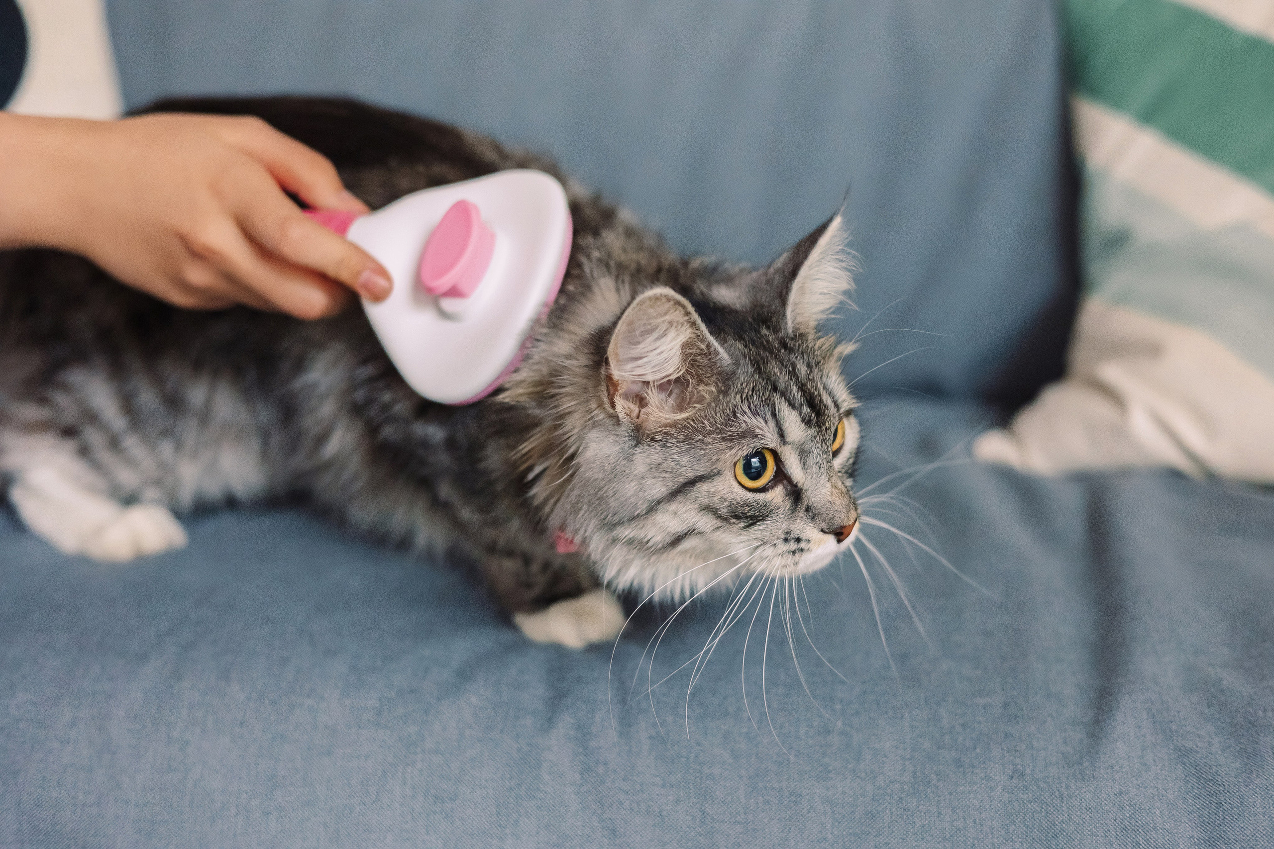 Магазин Friend of mine. Фотограф-анималист Елена Радченко, Москва