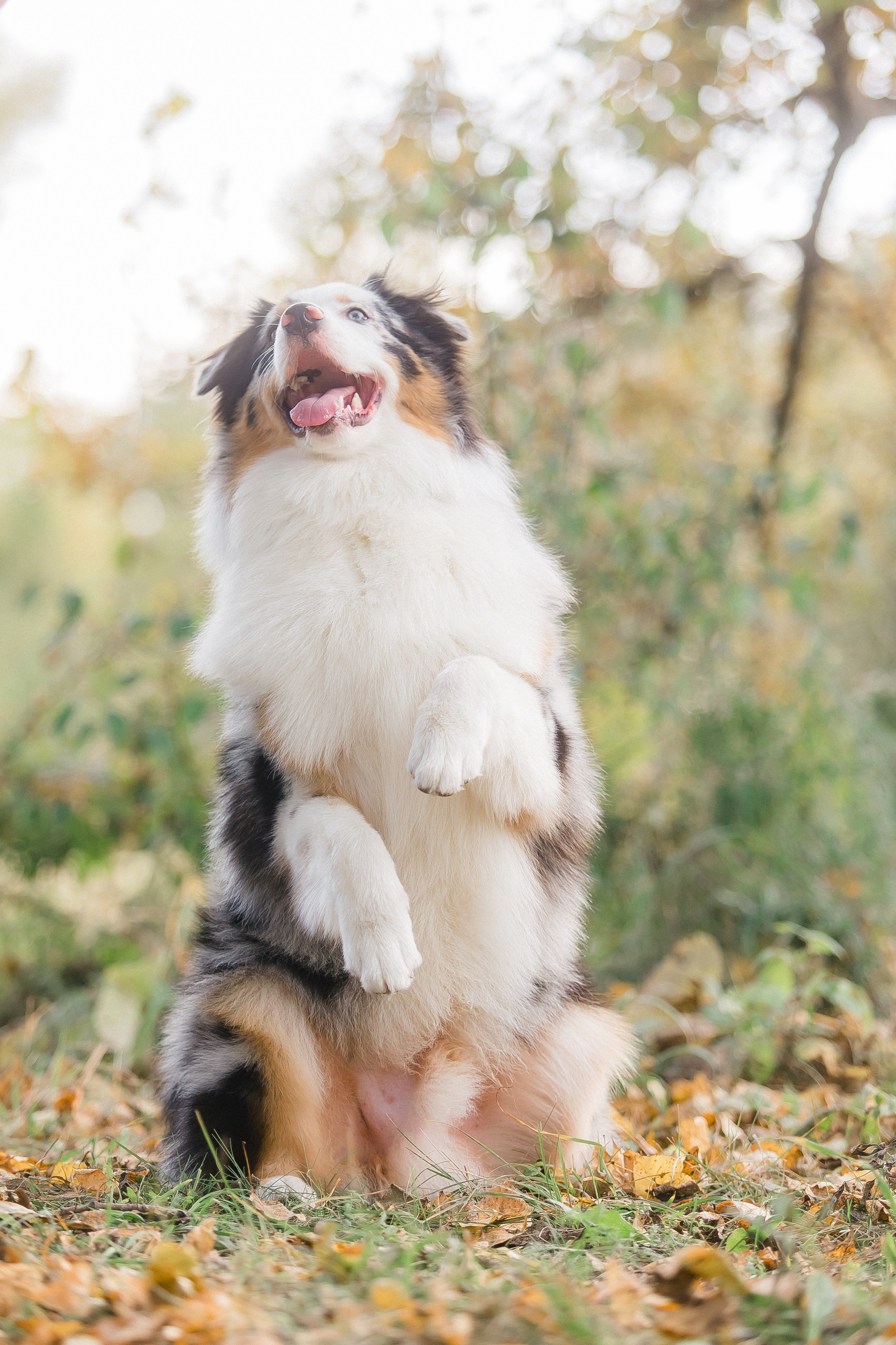 Аусси Дэймон. Свадебный и женский фотограф