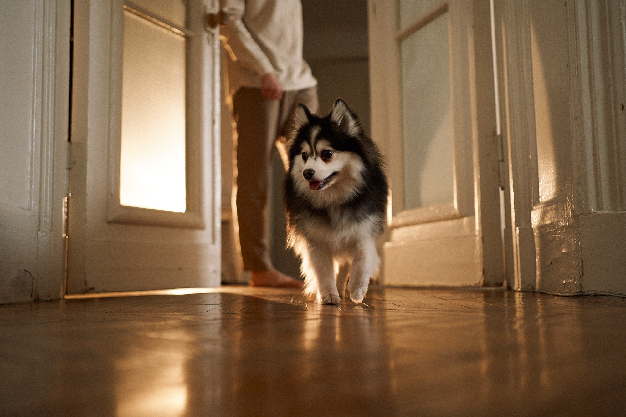 Маша, Ваня и Марс. Фотограф анималист Москва Дарья