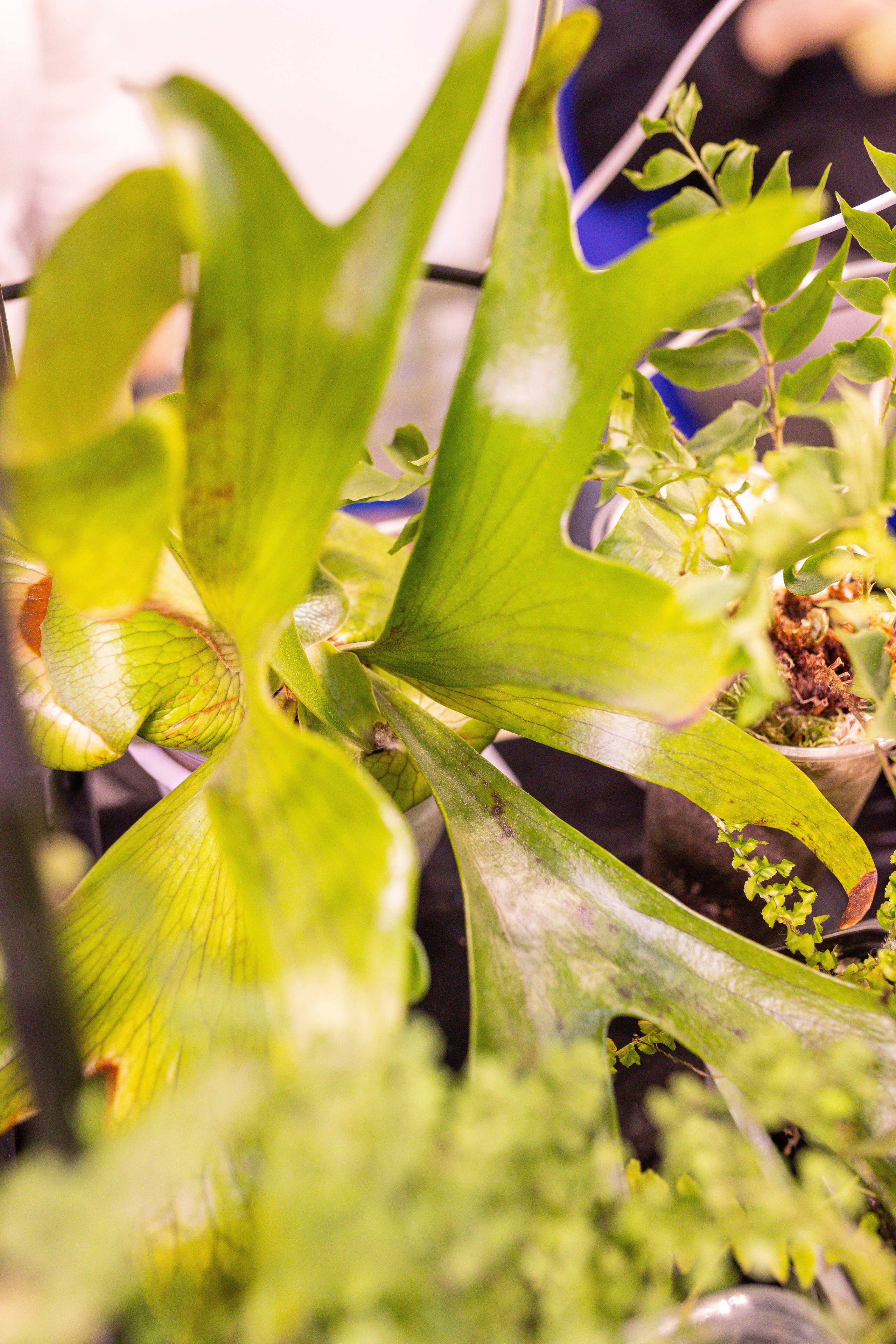 Монстериум 11–12 октября. Александра Куликова фотограф, Москва