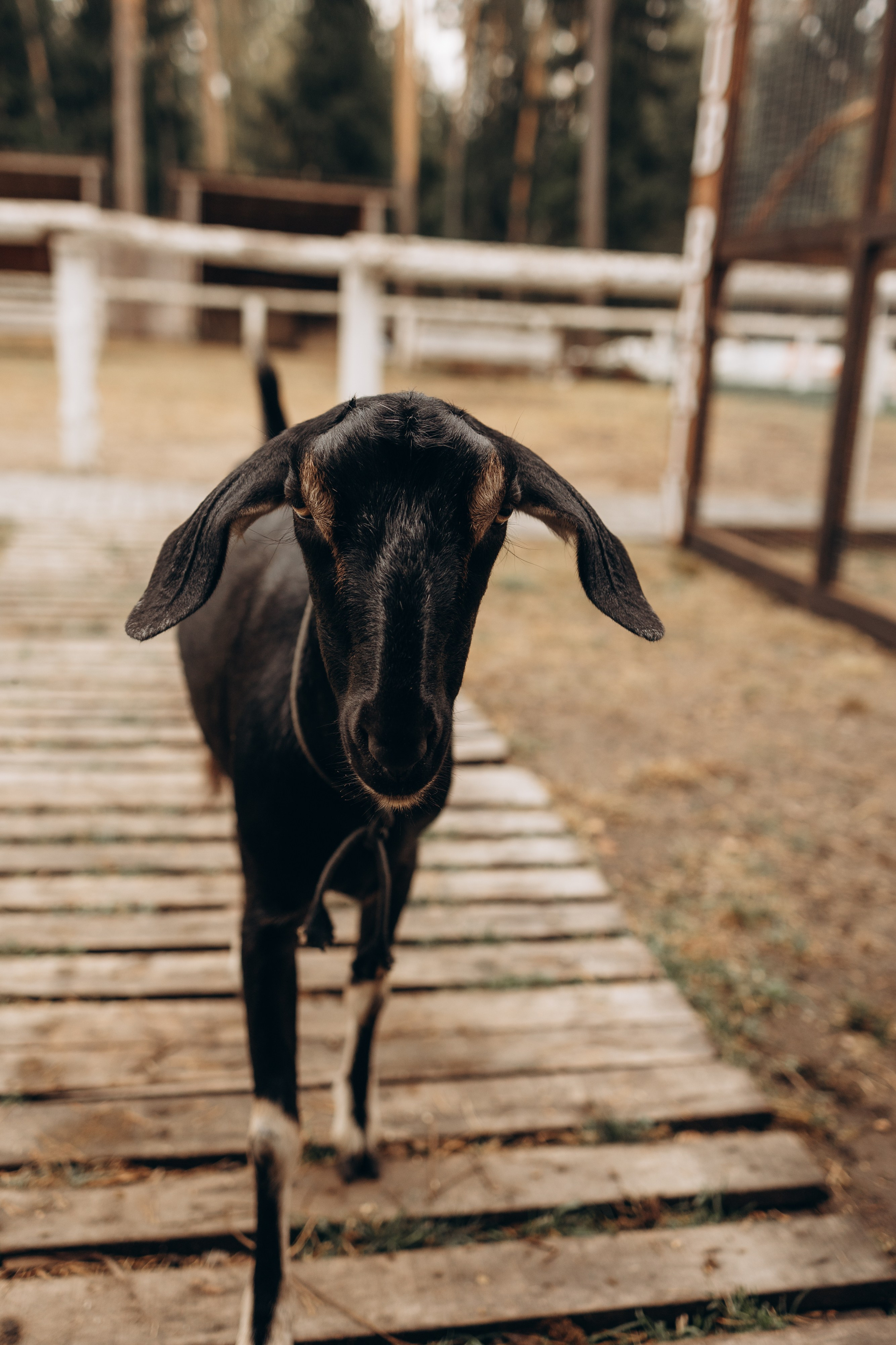 Лошади. Ваш фотограф в Москве и области Юлия