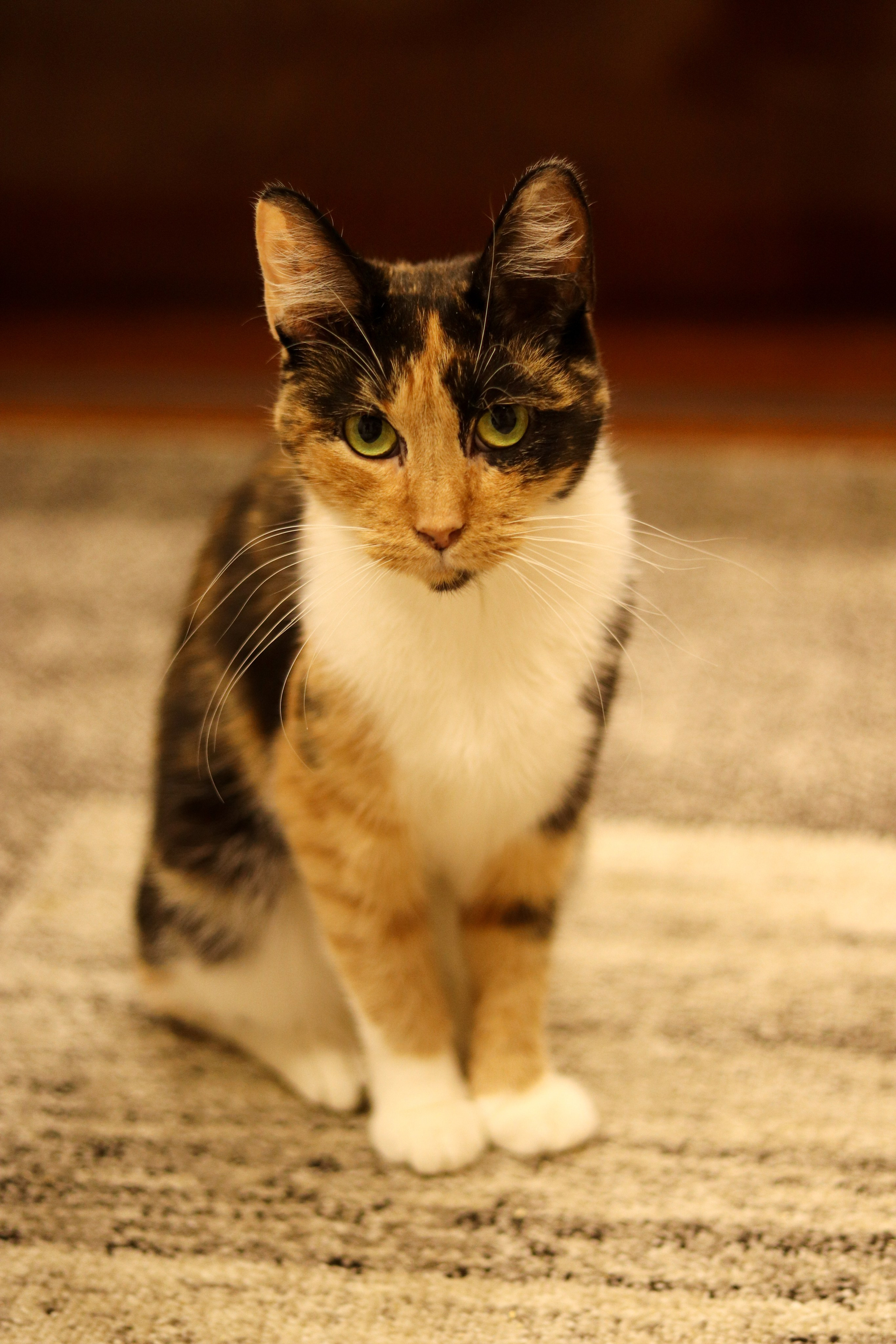 Петербургский дом кота (27 июня 2024). Ивентный фотограф в Санкт-Петербурге Олег Комков