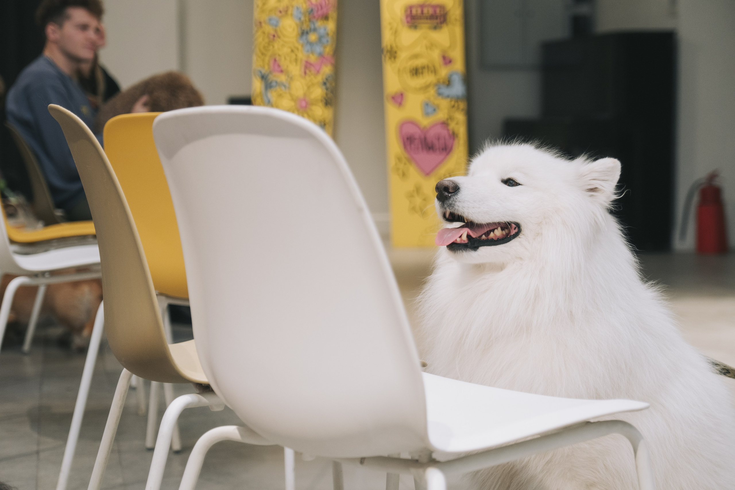 ПЕТ-БРАНЧ («РЕЛЬСЫ» Х «4 ЛАПЫ»). Главная