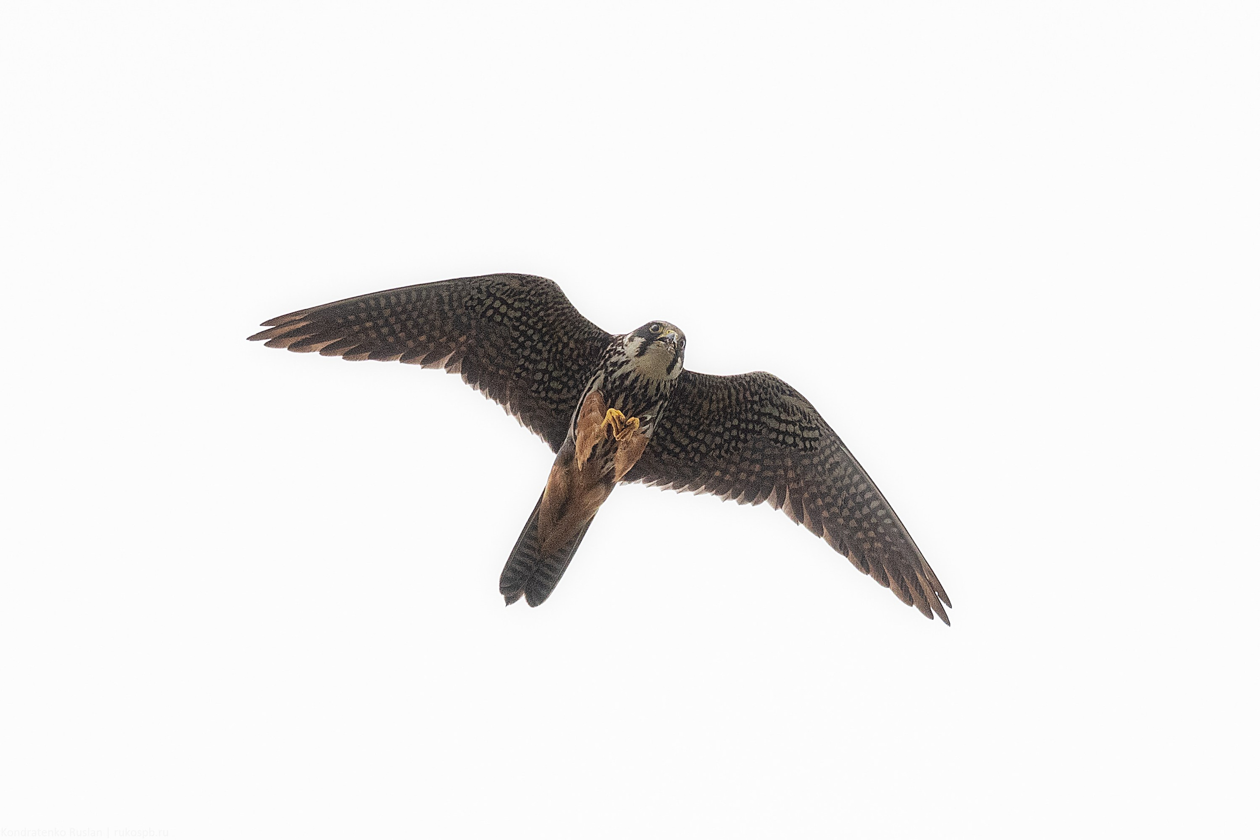 Чеглок. Архитектурный и пейзажный фотограф Кондратенко Руслан, Санкт-Петербург