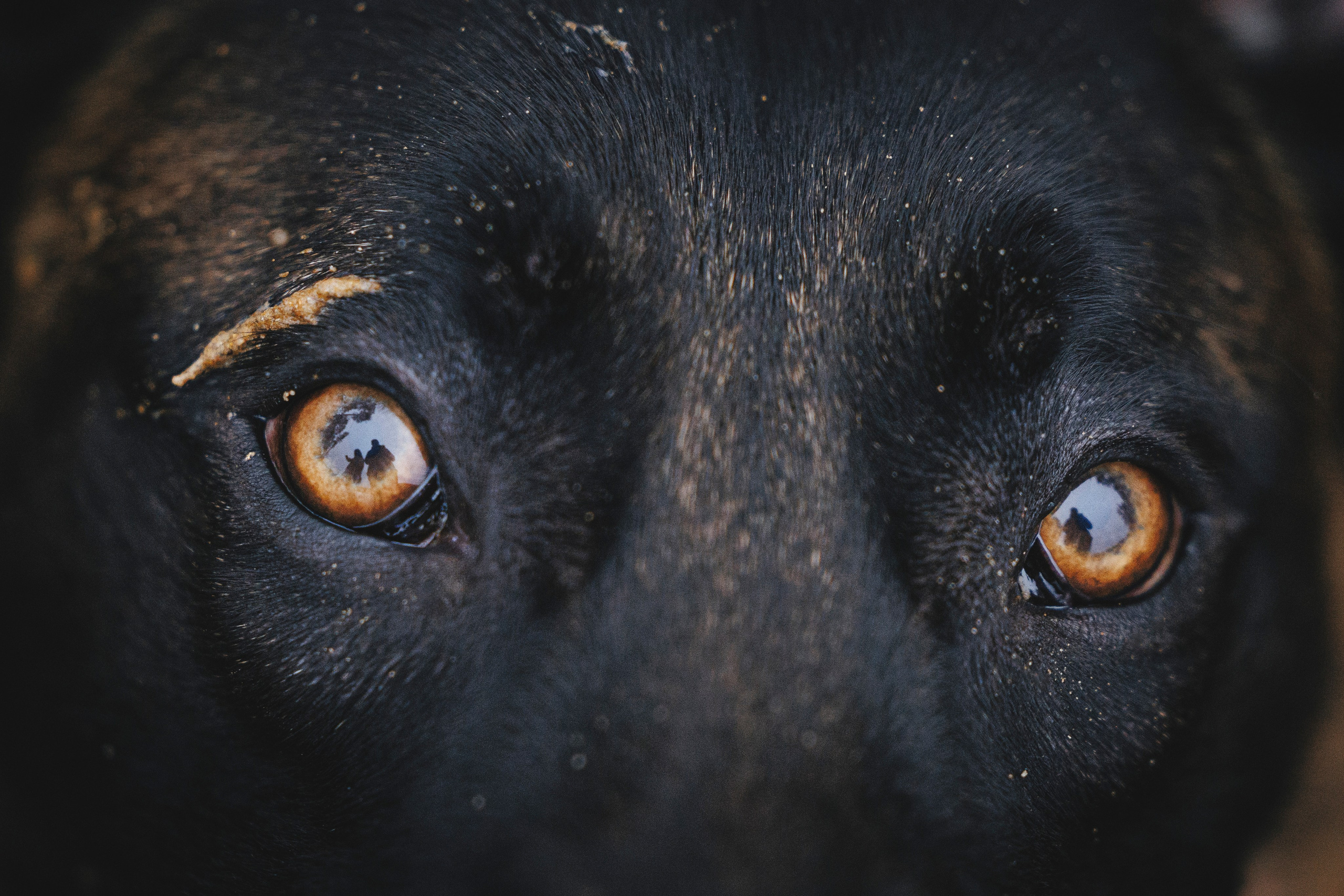 Омен, Айс и Рицу. Фотограф-анималист Анна Маринич