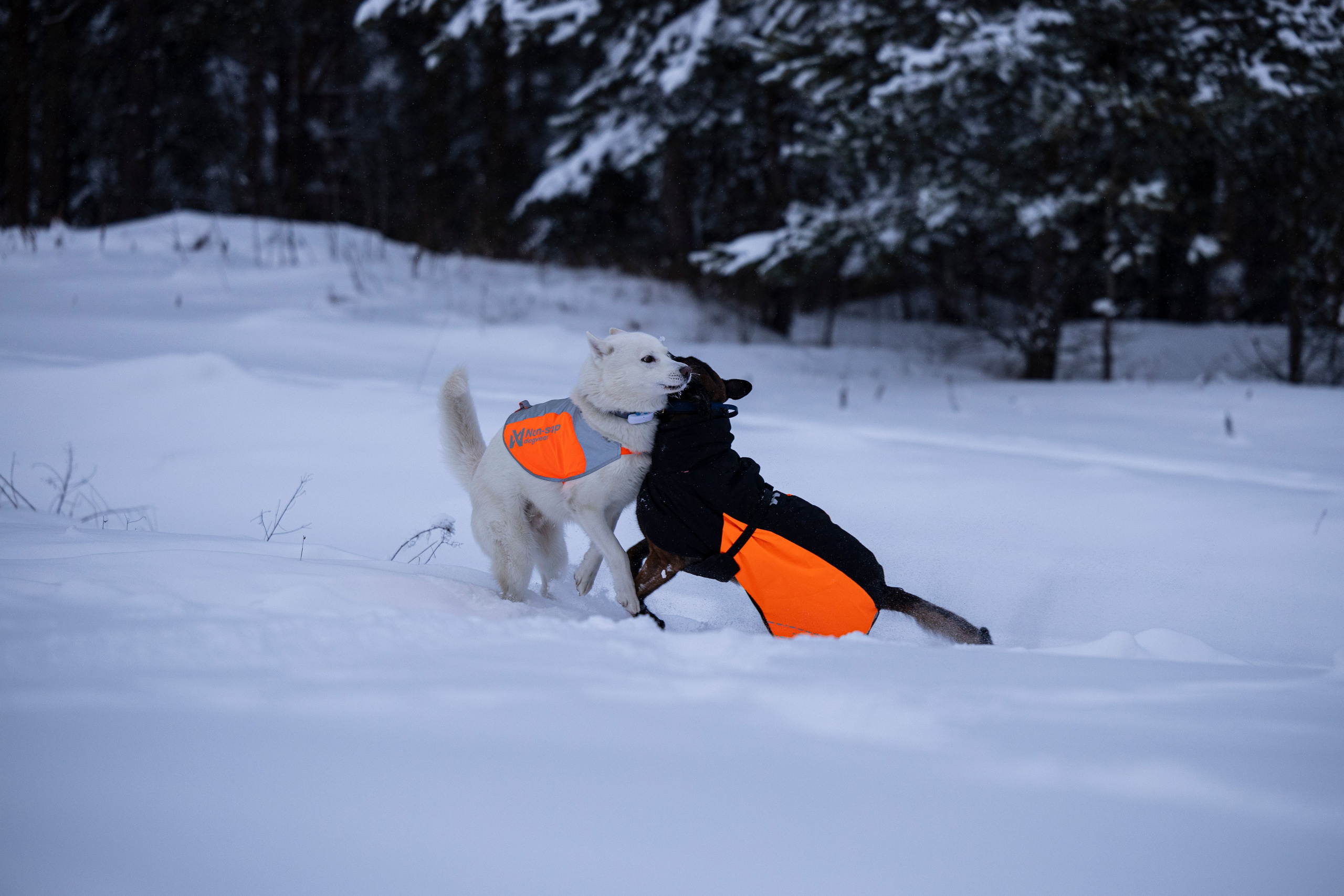 Рики и Гаруда. Фотограф-анималист Анна Маринич
