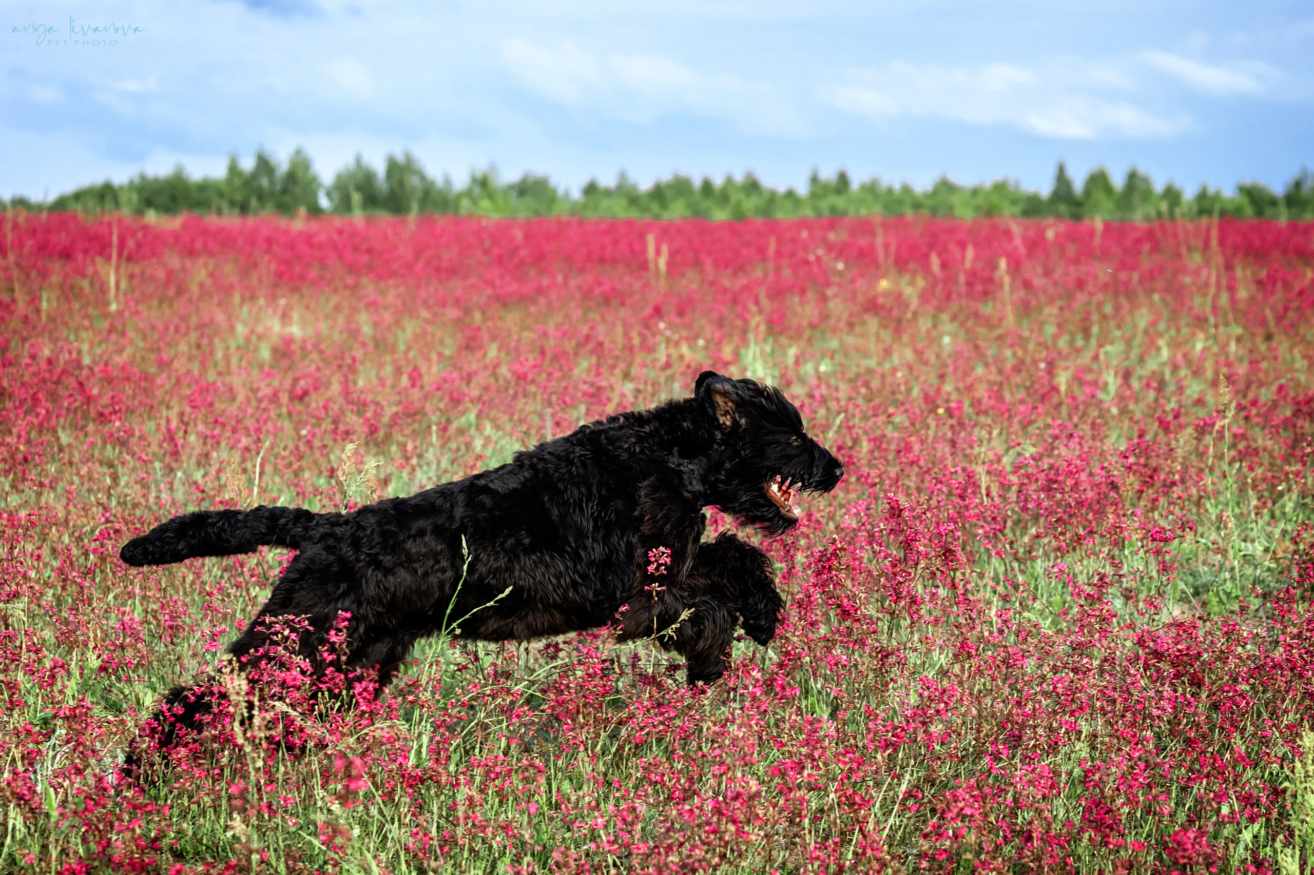 Смолка клейкая. Фотограф анималист Аня Ливанова | Рыбинск