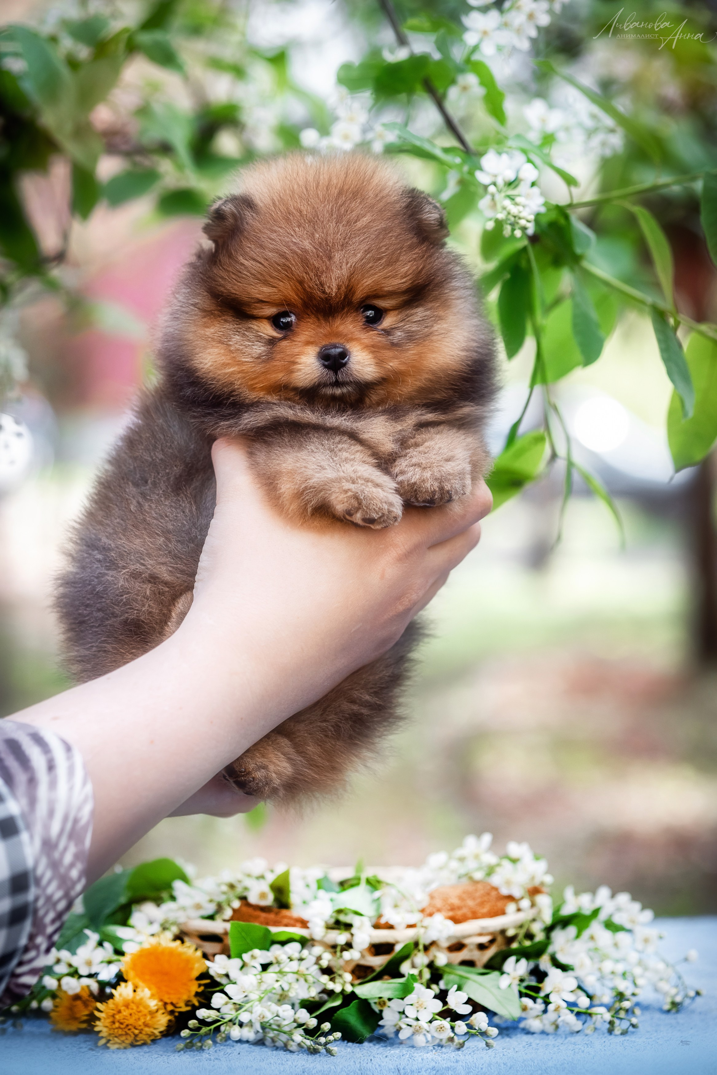Шпицы. Фотограф анималист Аня Ливанова | Рыбинск