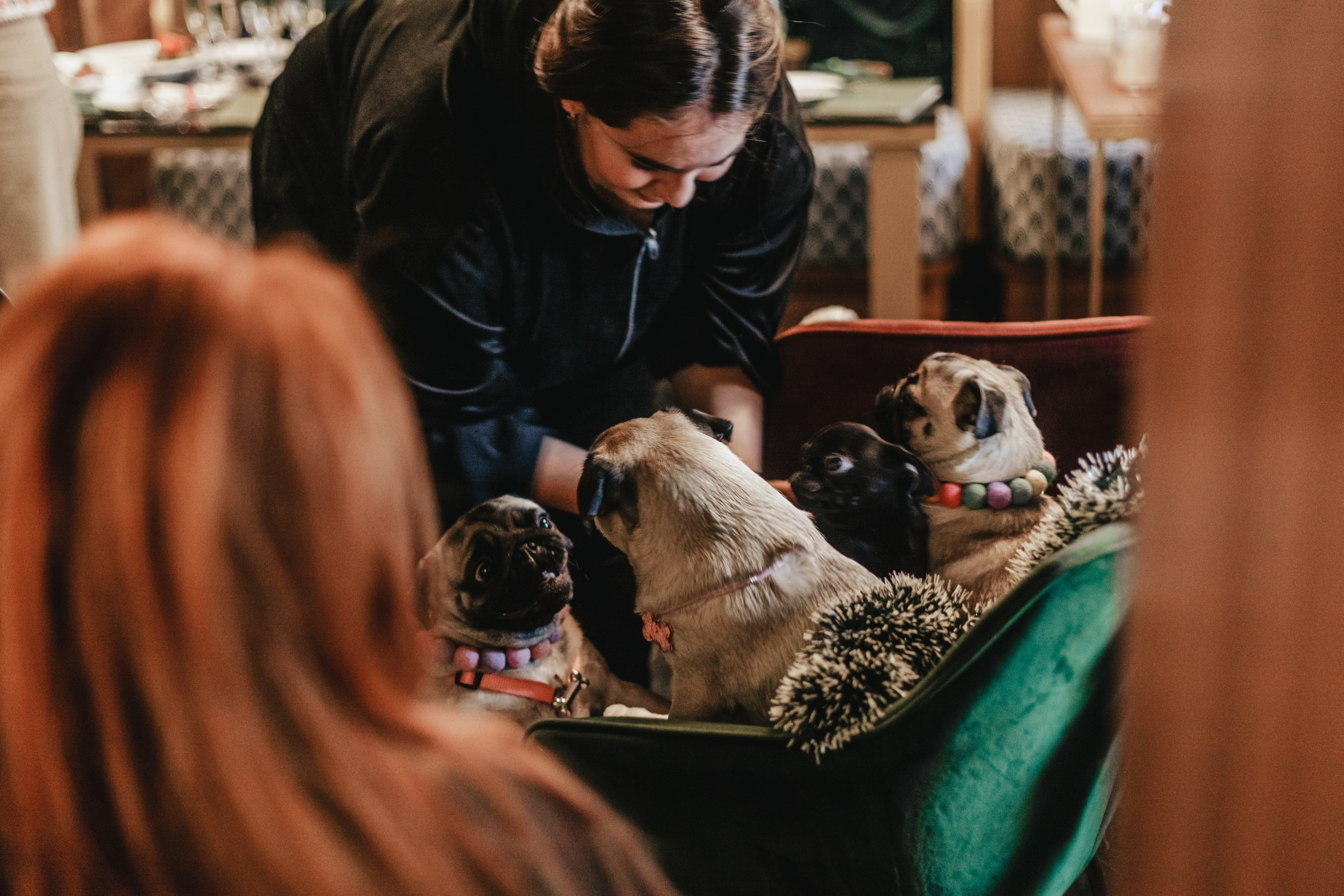 Мопсовстреча 02.12.2023. Фотограф-анималист Татьяна Степанова