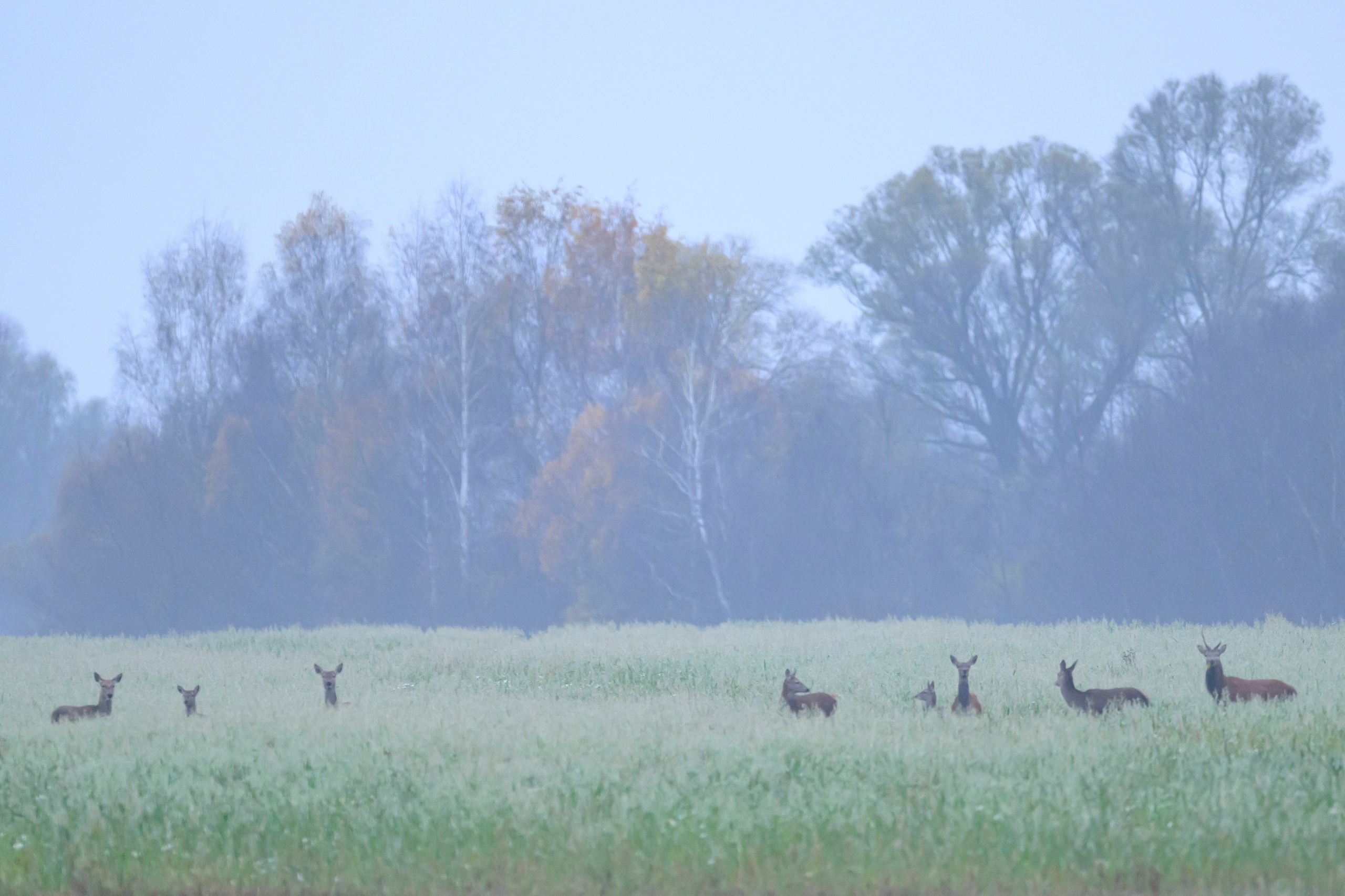Олени. Wildlife photography by Sergey Puponin