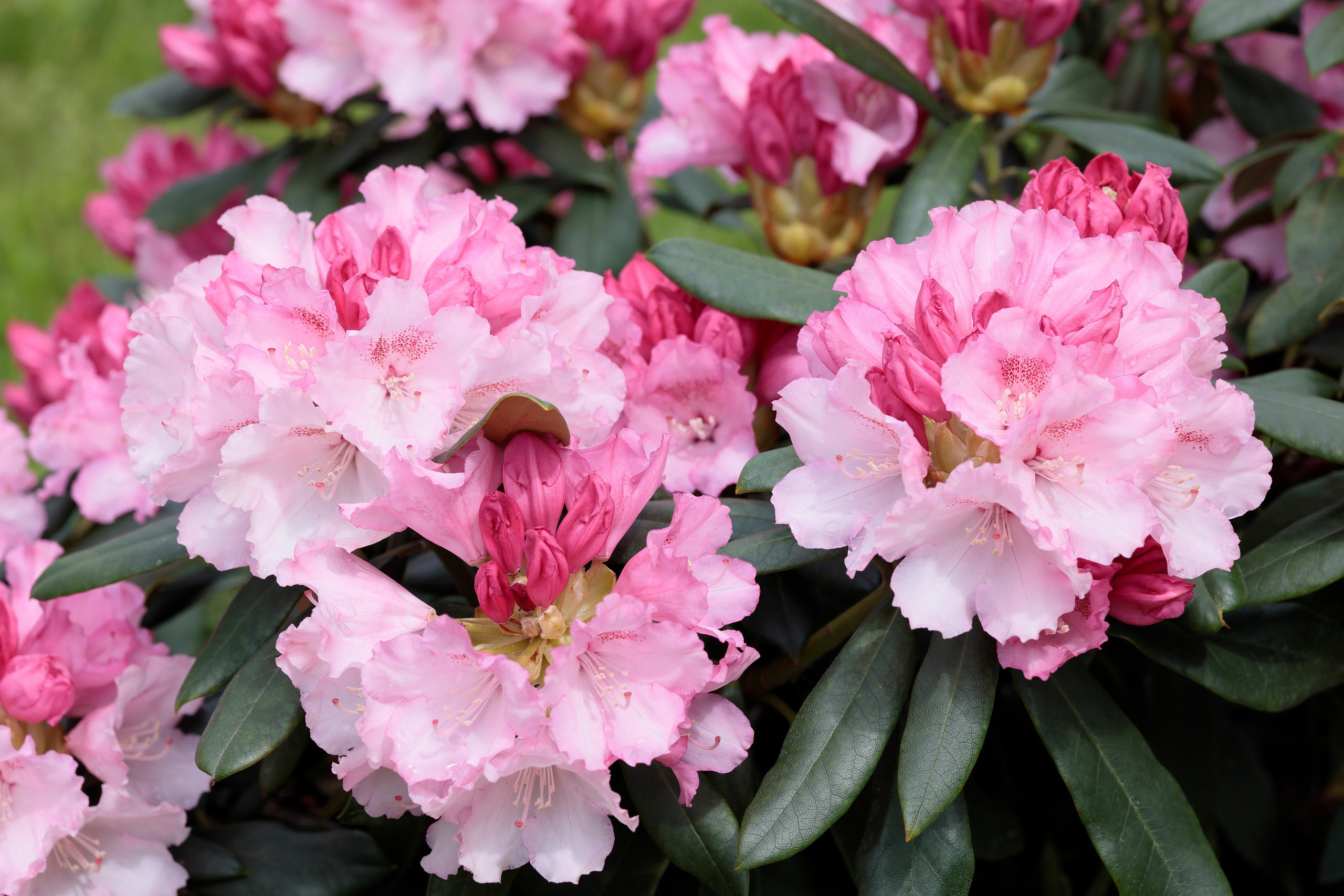 Фотографии рододендронов. Попов.фото — Предметная фотостудия в Новой Москве