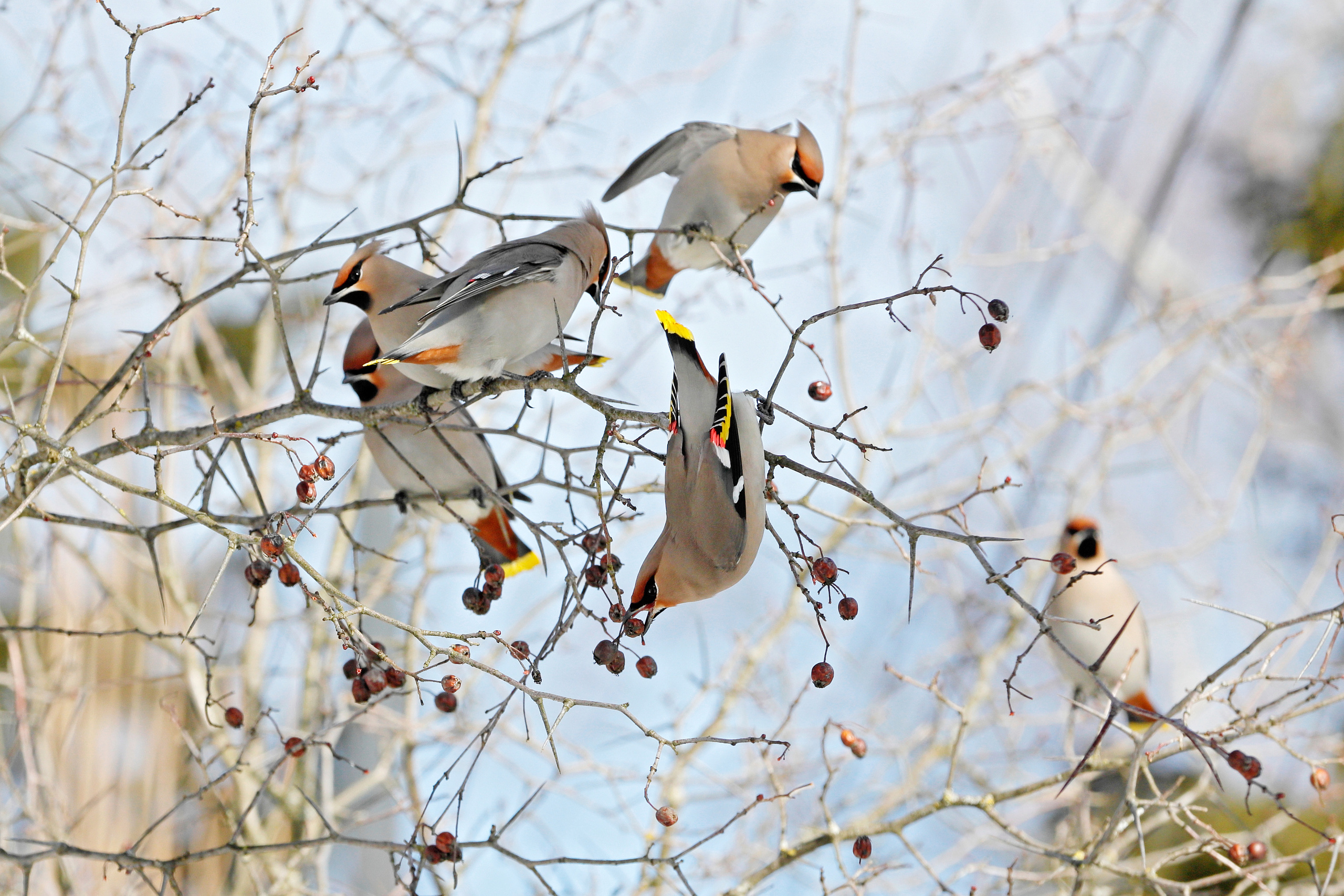 Свиристели, Москва