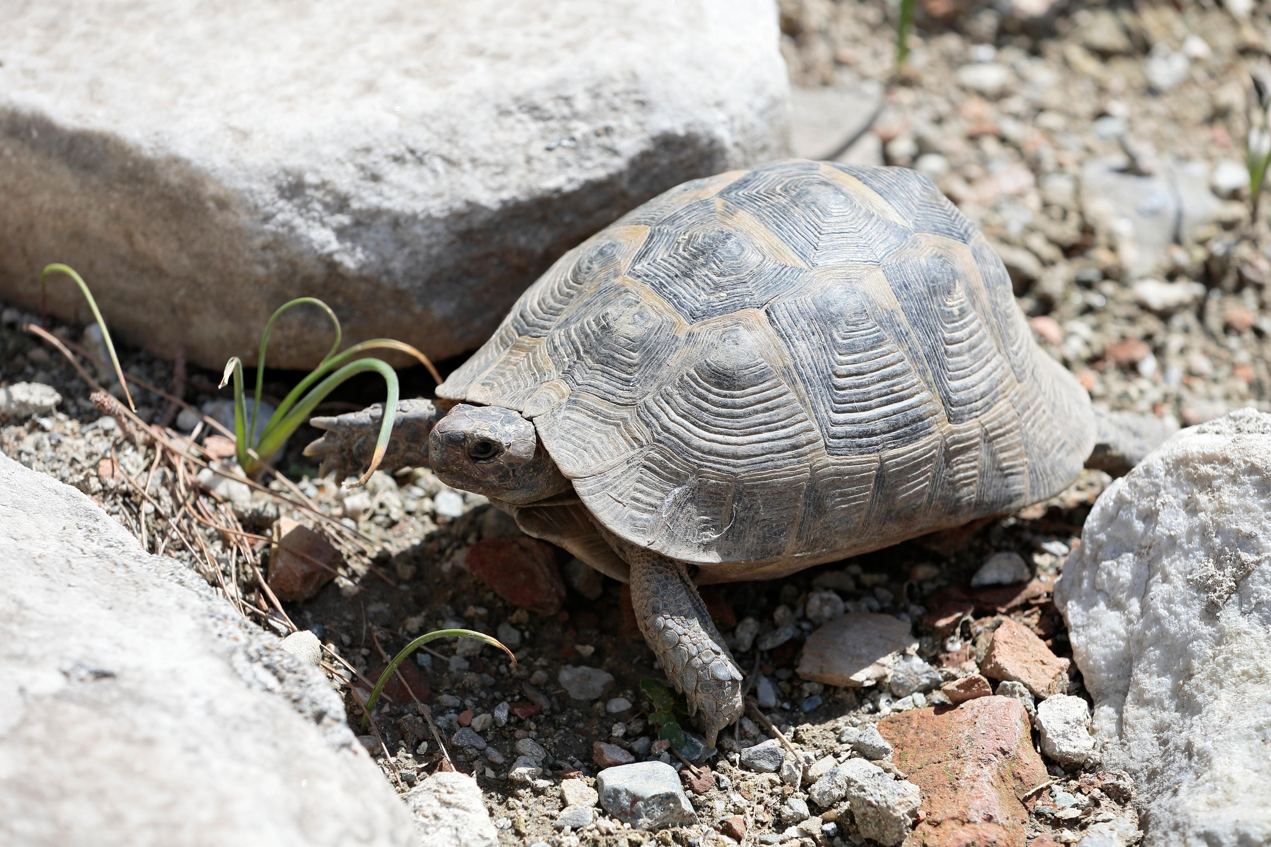 Средиземноморская черепаха, Бергама