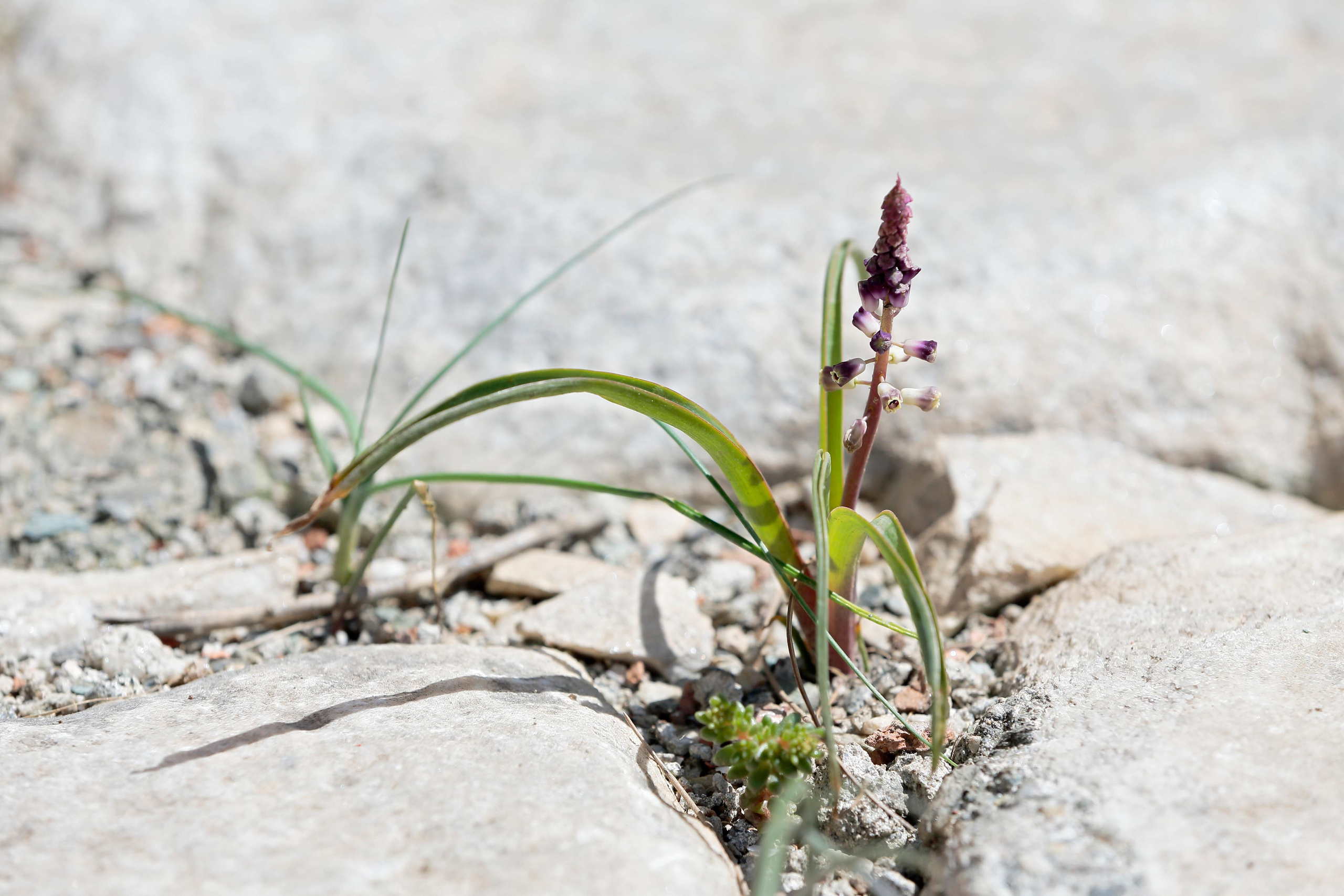 Гиацинт виноградный (Muscari weissii), Бергама