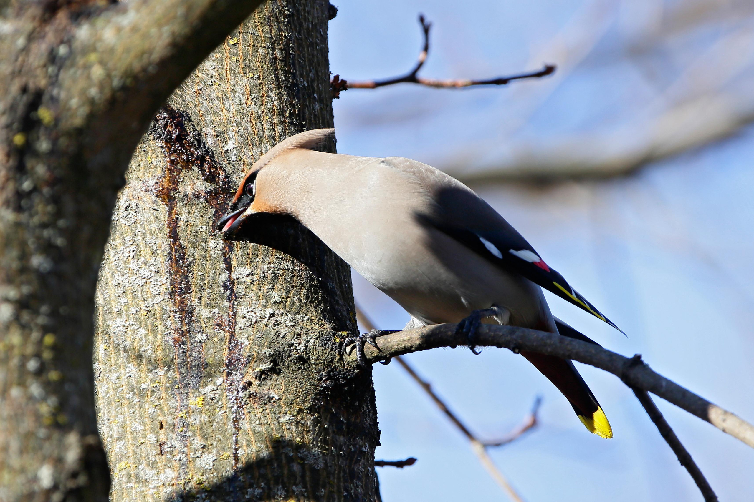 Свиристель, Москва