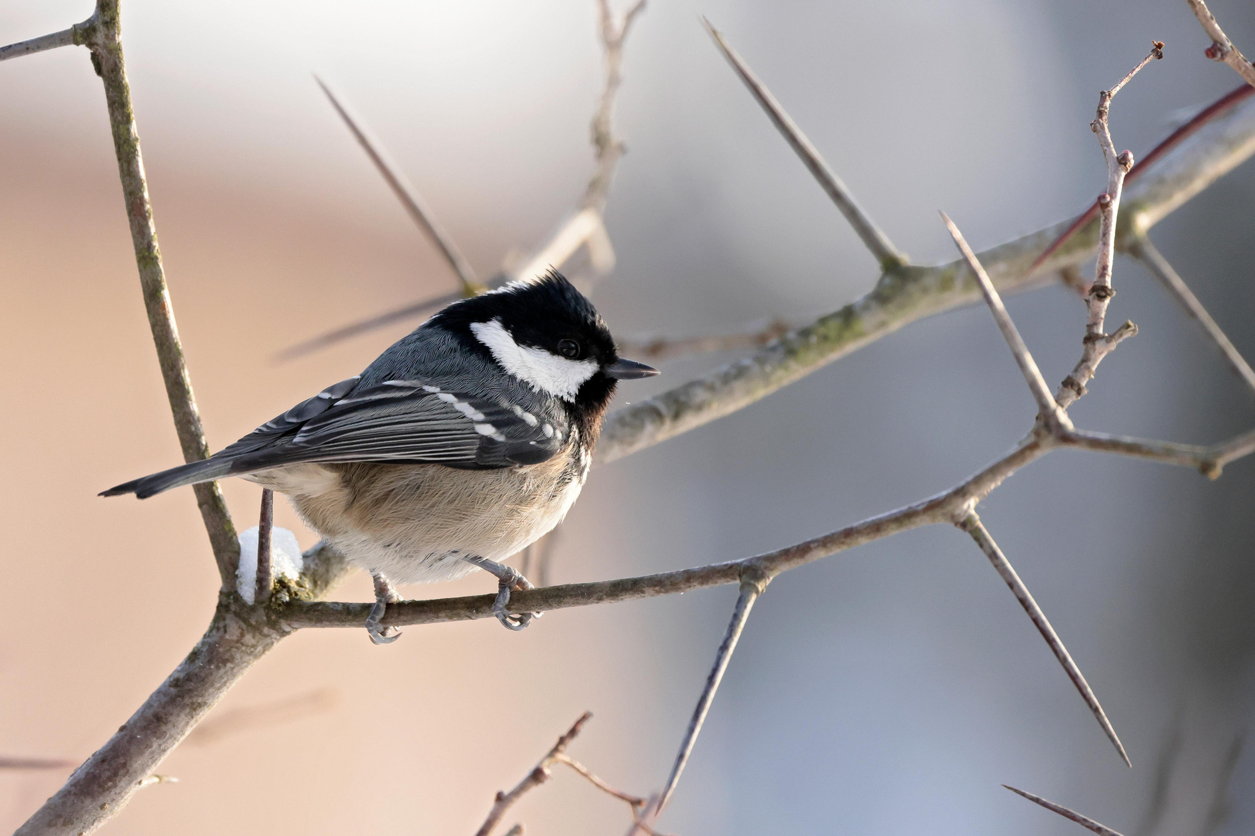Московка, Москва