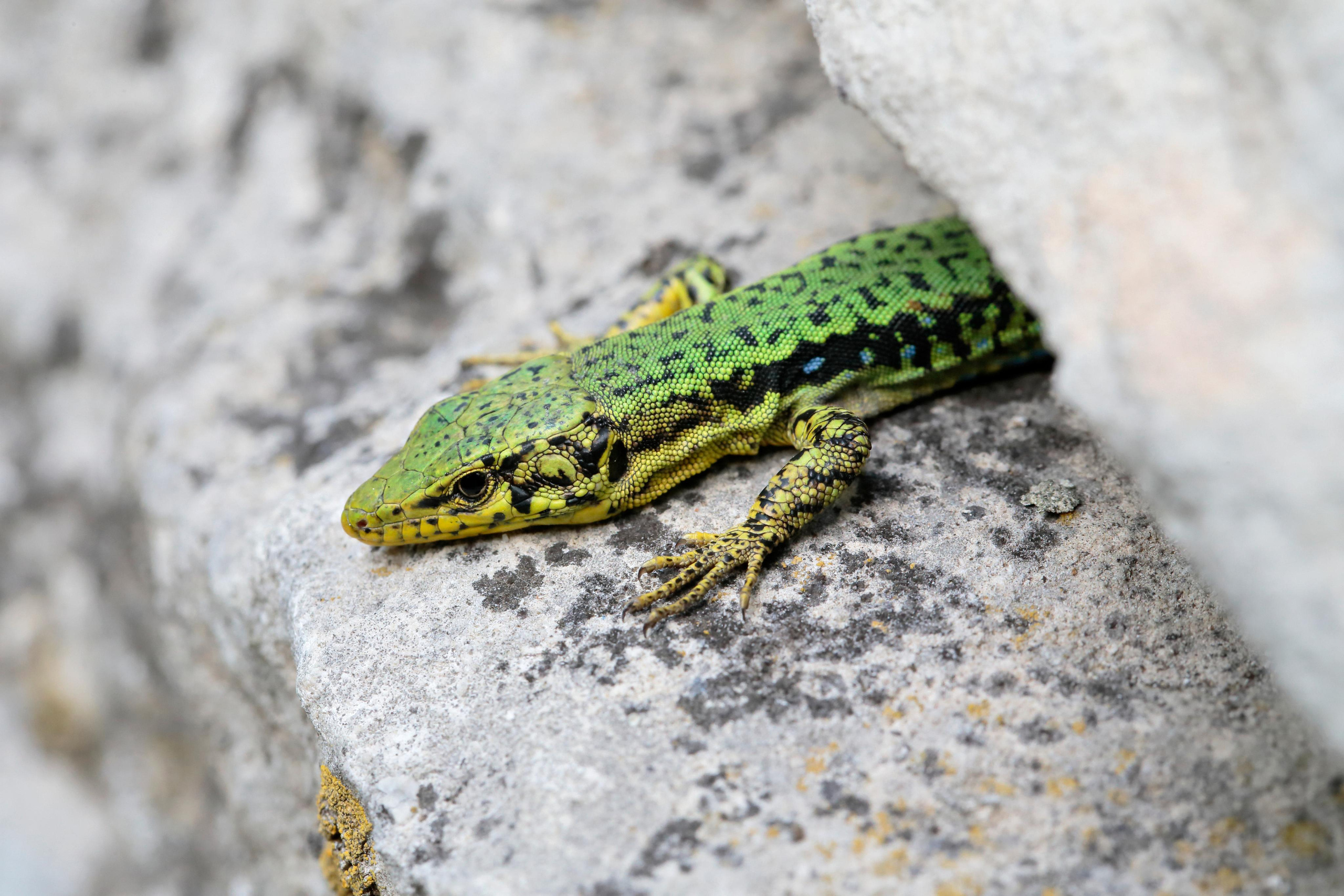 Ящерица Линдхольма, Крым