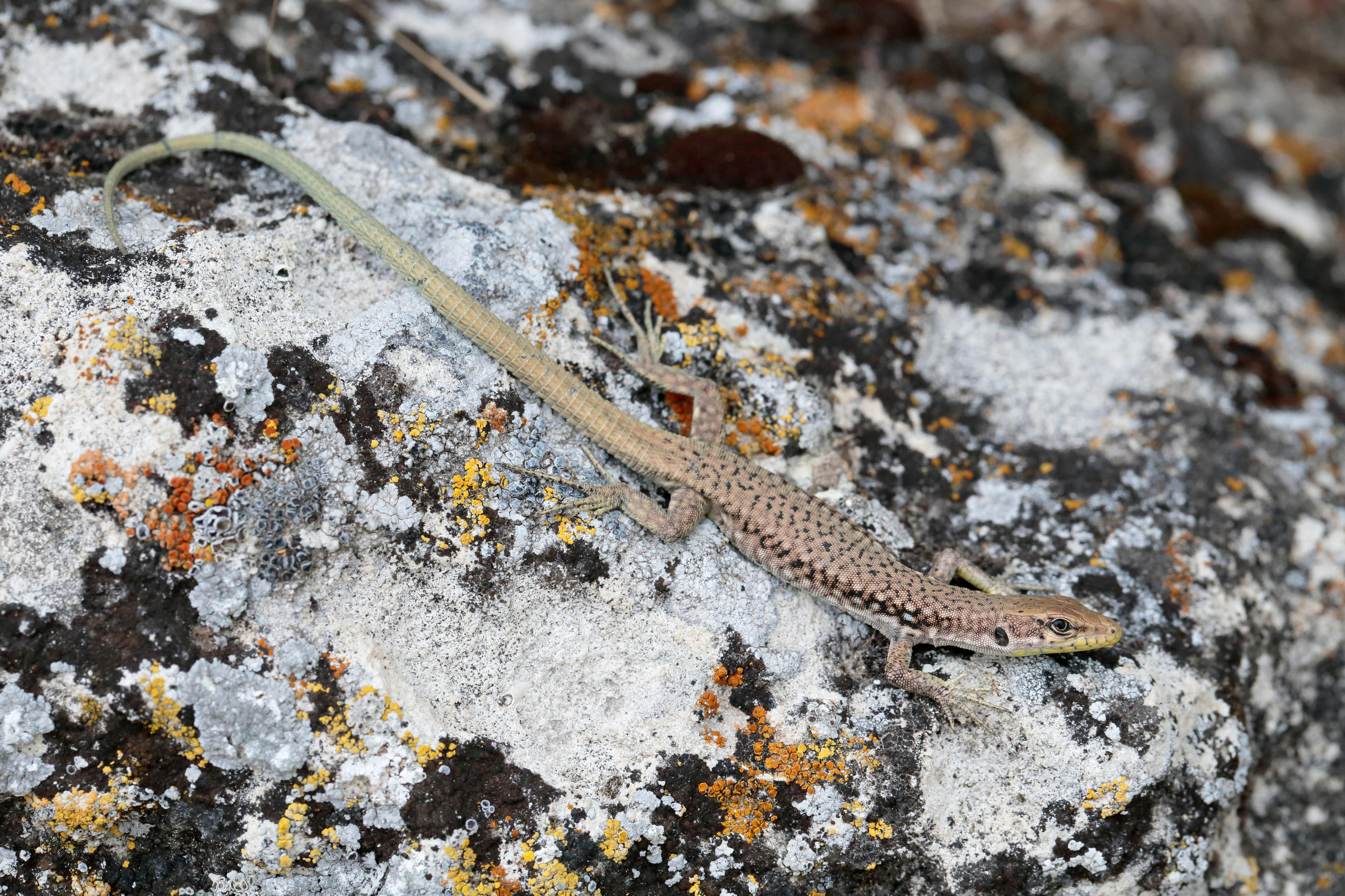 Ящерица Линдхольма, Крым