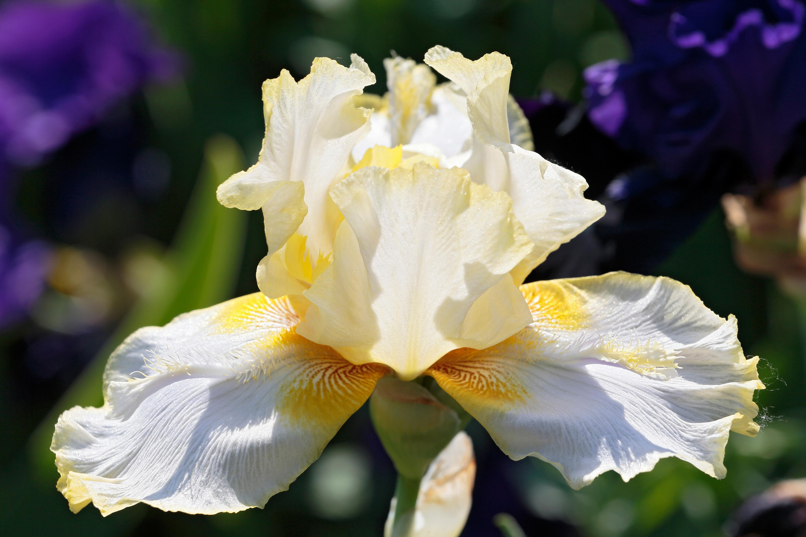 Ирис бородатый (Iris × germanica)