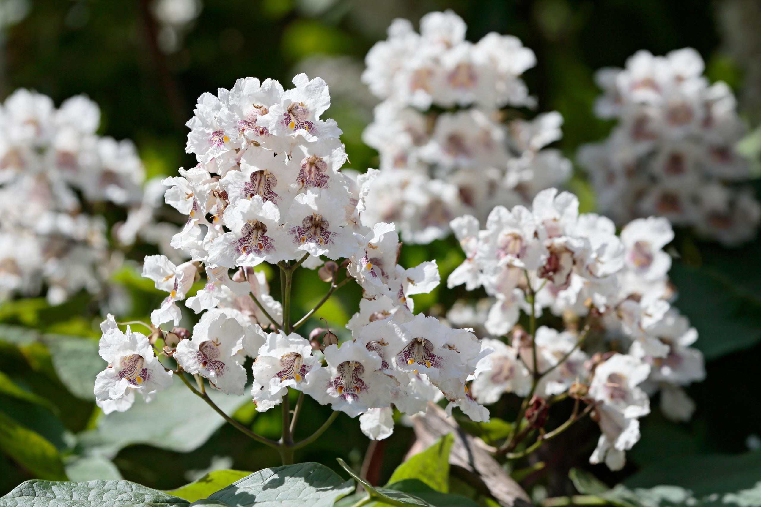 Катальпа бигнониевидная (Catalpa bignonioides), Воронеж