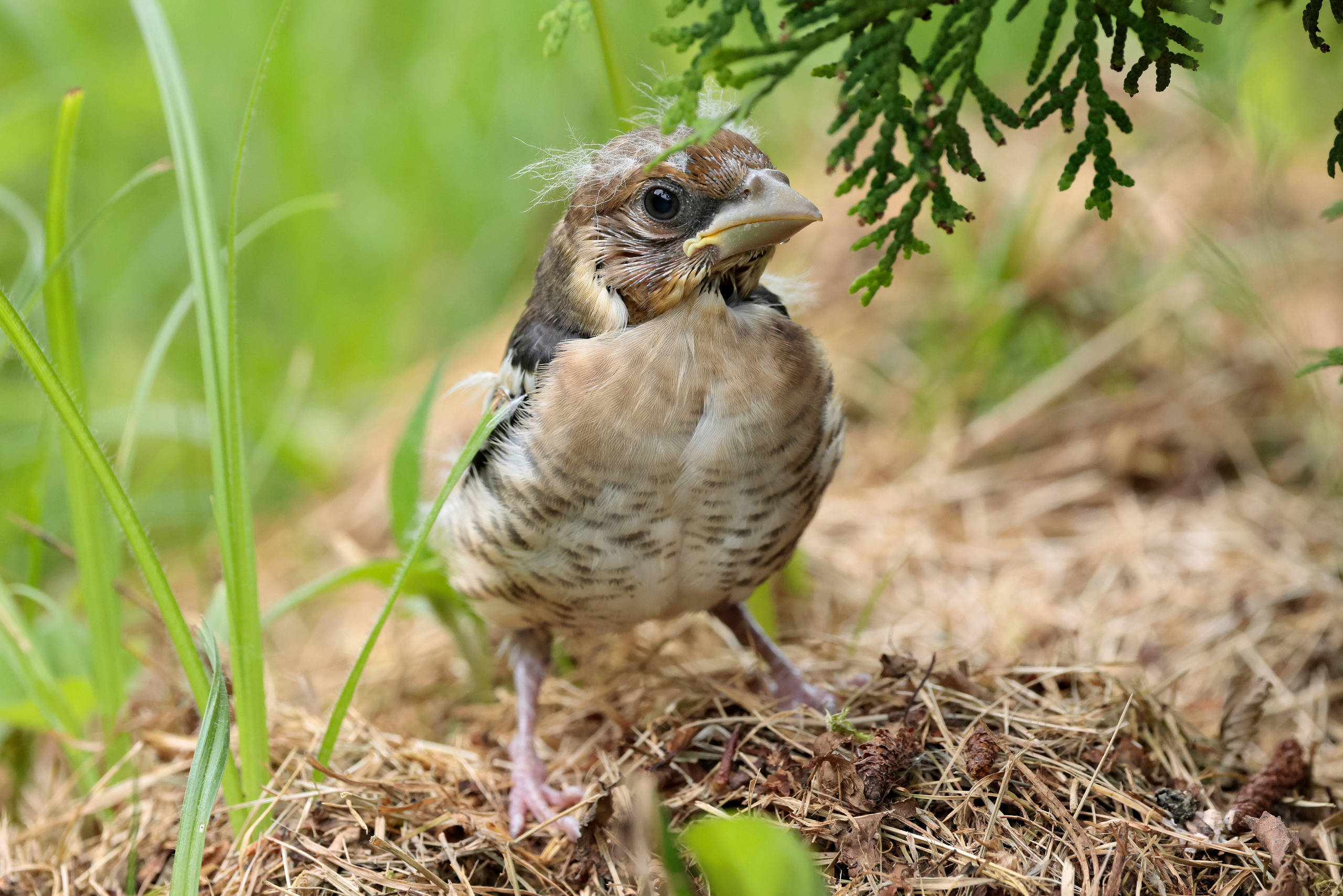 Обыкновенный дубонос (птенец), Москва
