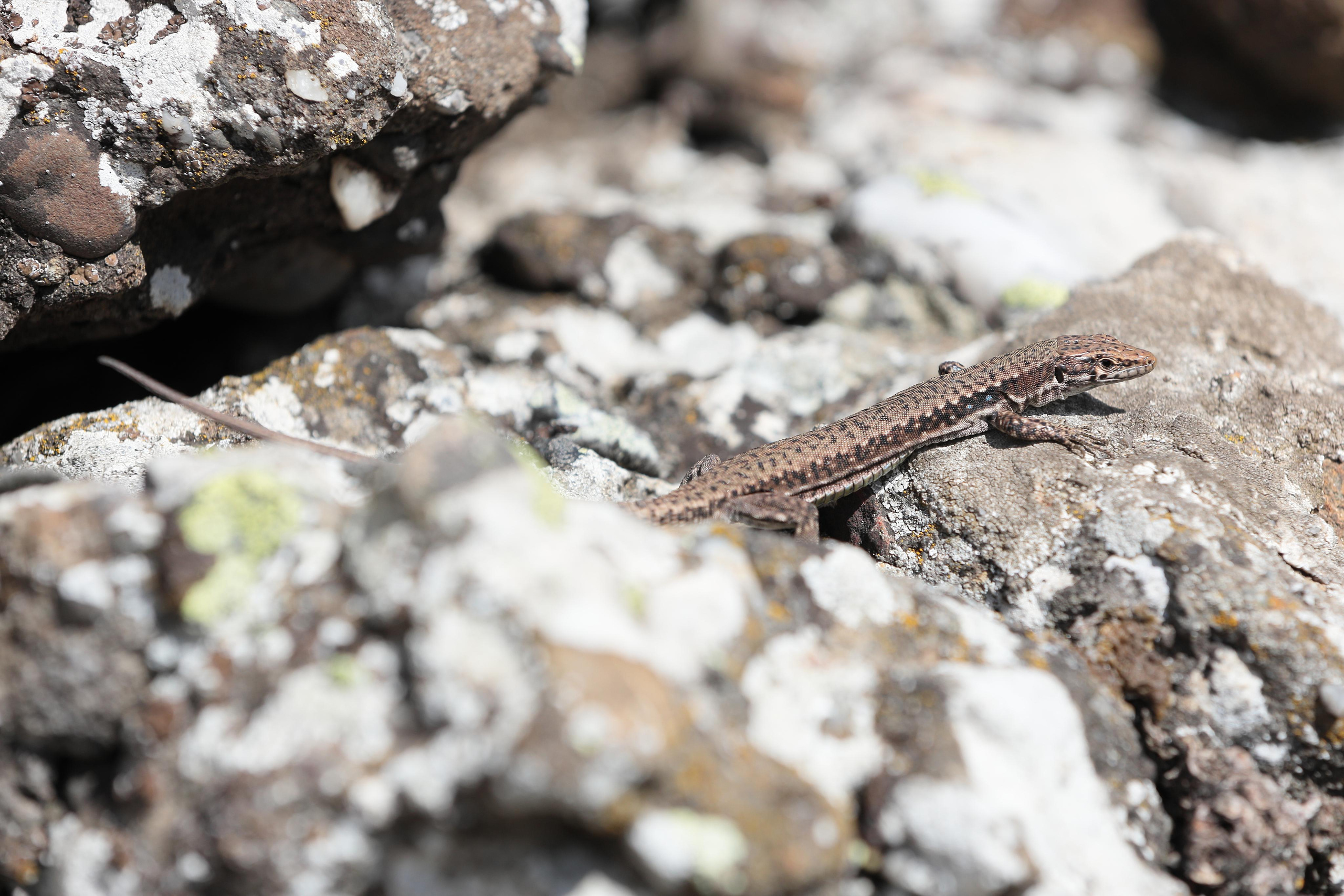 Ящерица Линдхольма, Крым