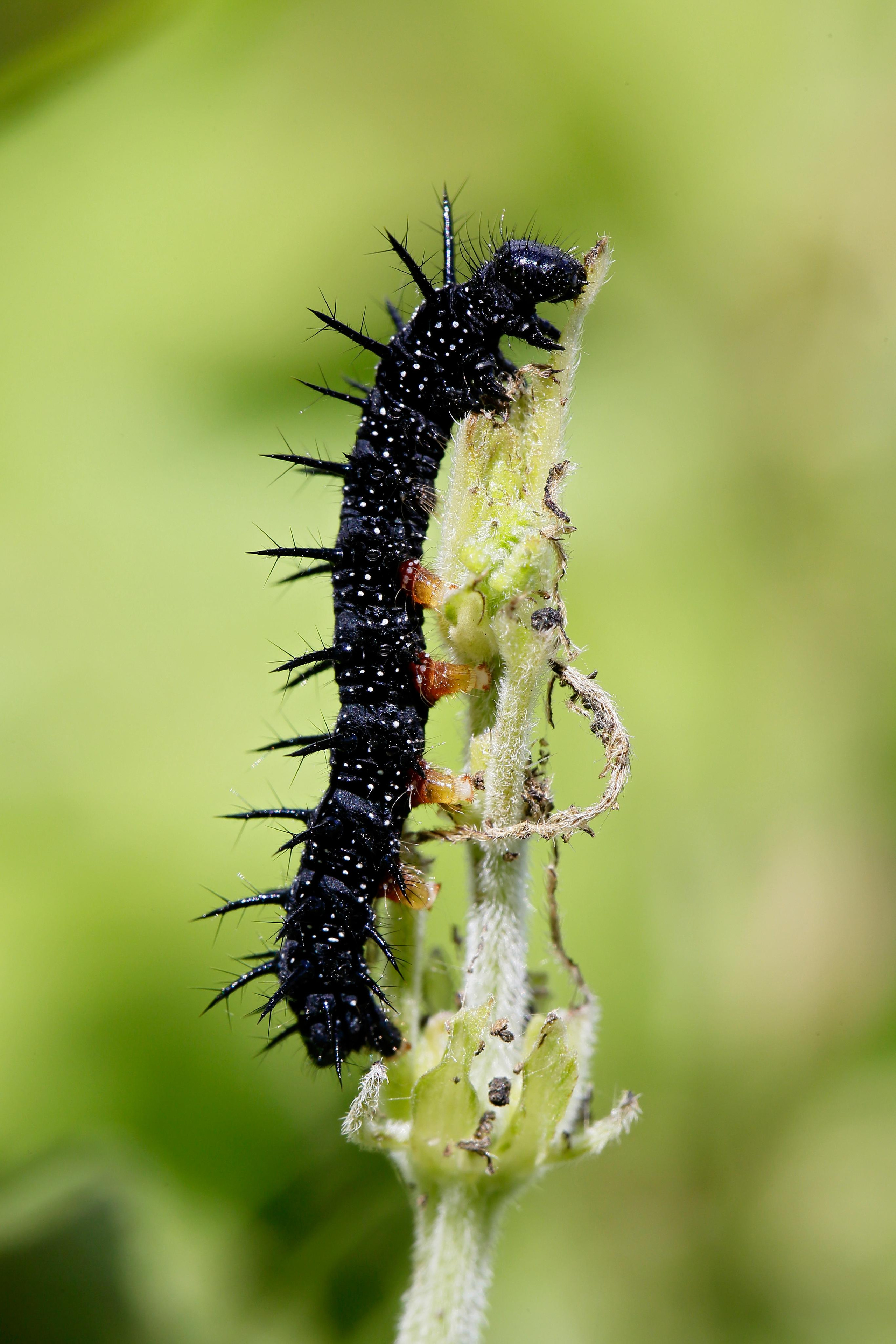 Дневной павлиний глаз, Плещеево озеро