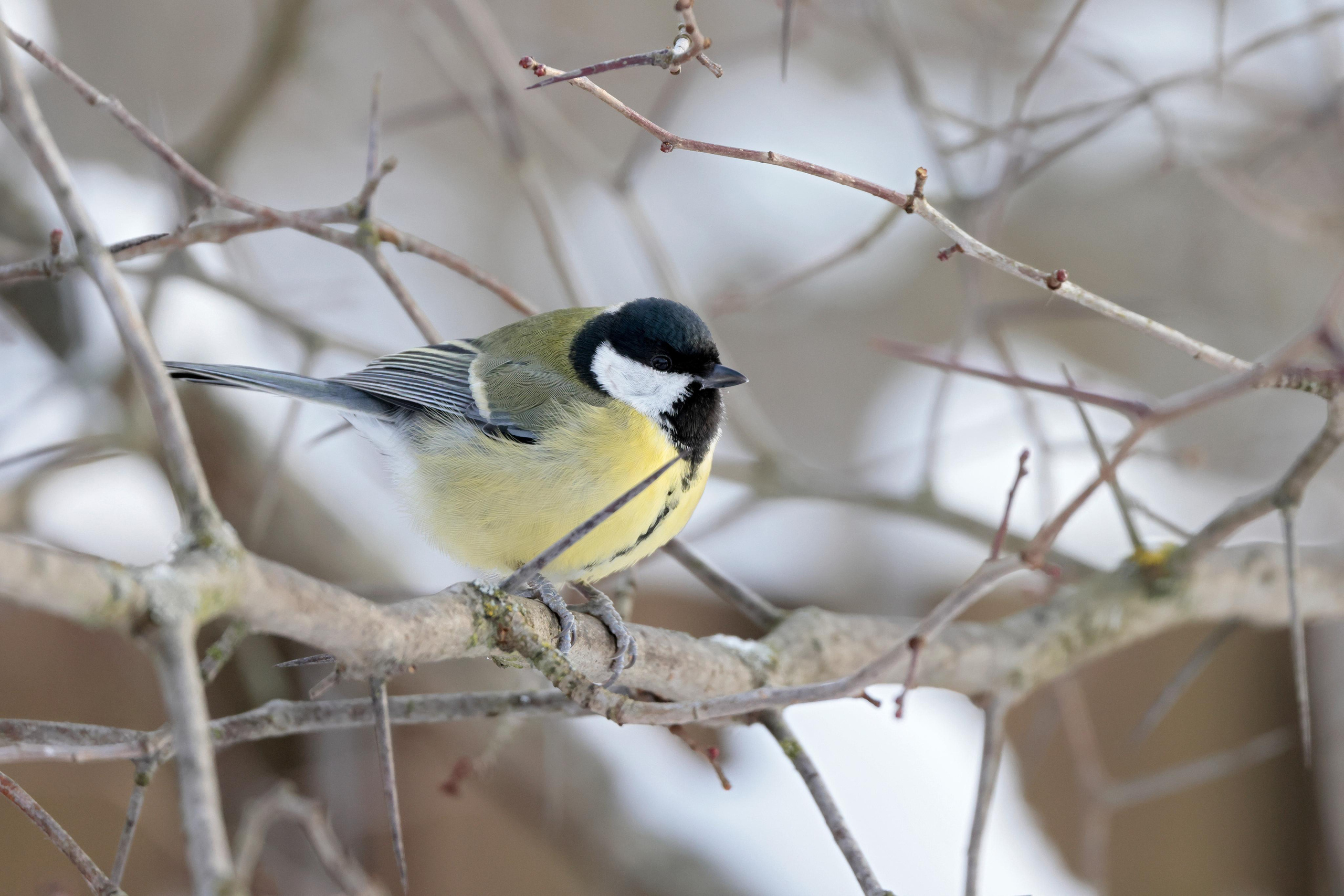 Большая синица, Москва