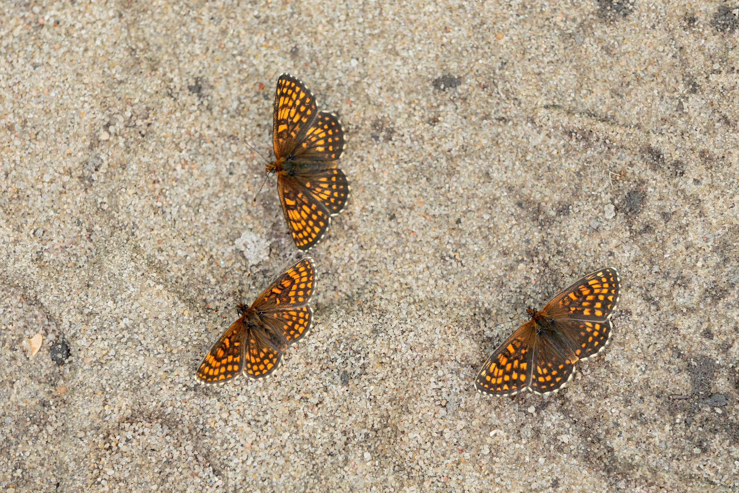 Шашечница аталия, Воронежский заповедник