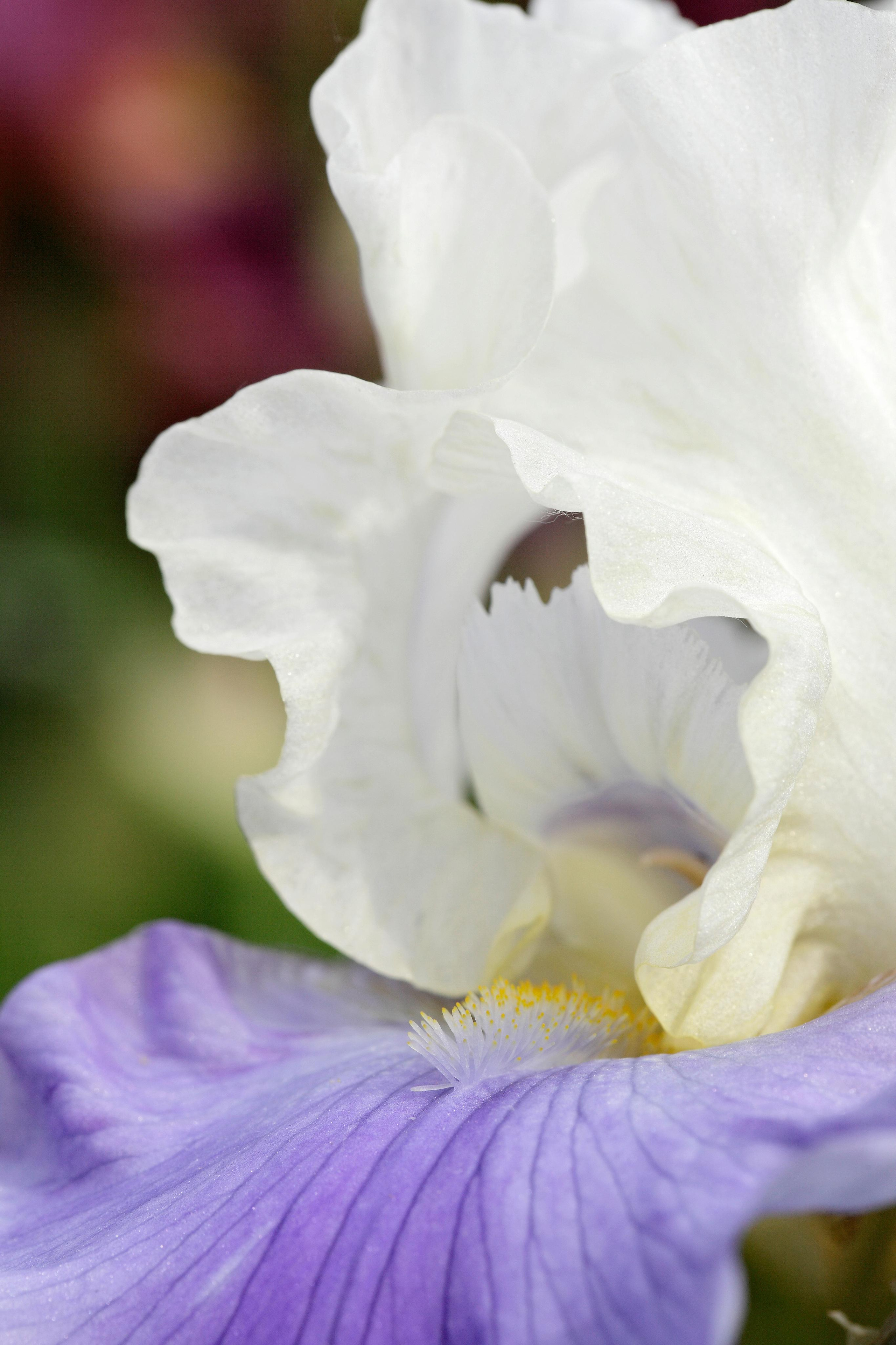 Ирис бородатый (Iris × germanica)