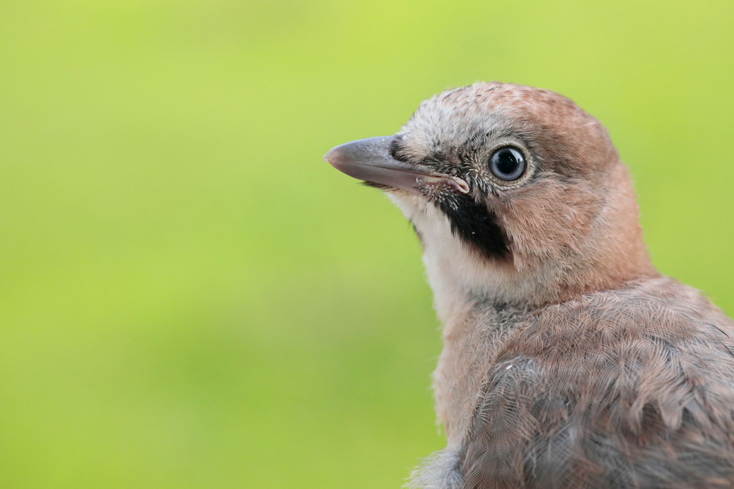 Сойка (птенец), Москва