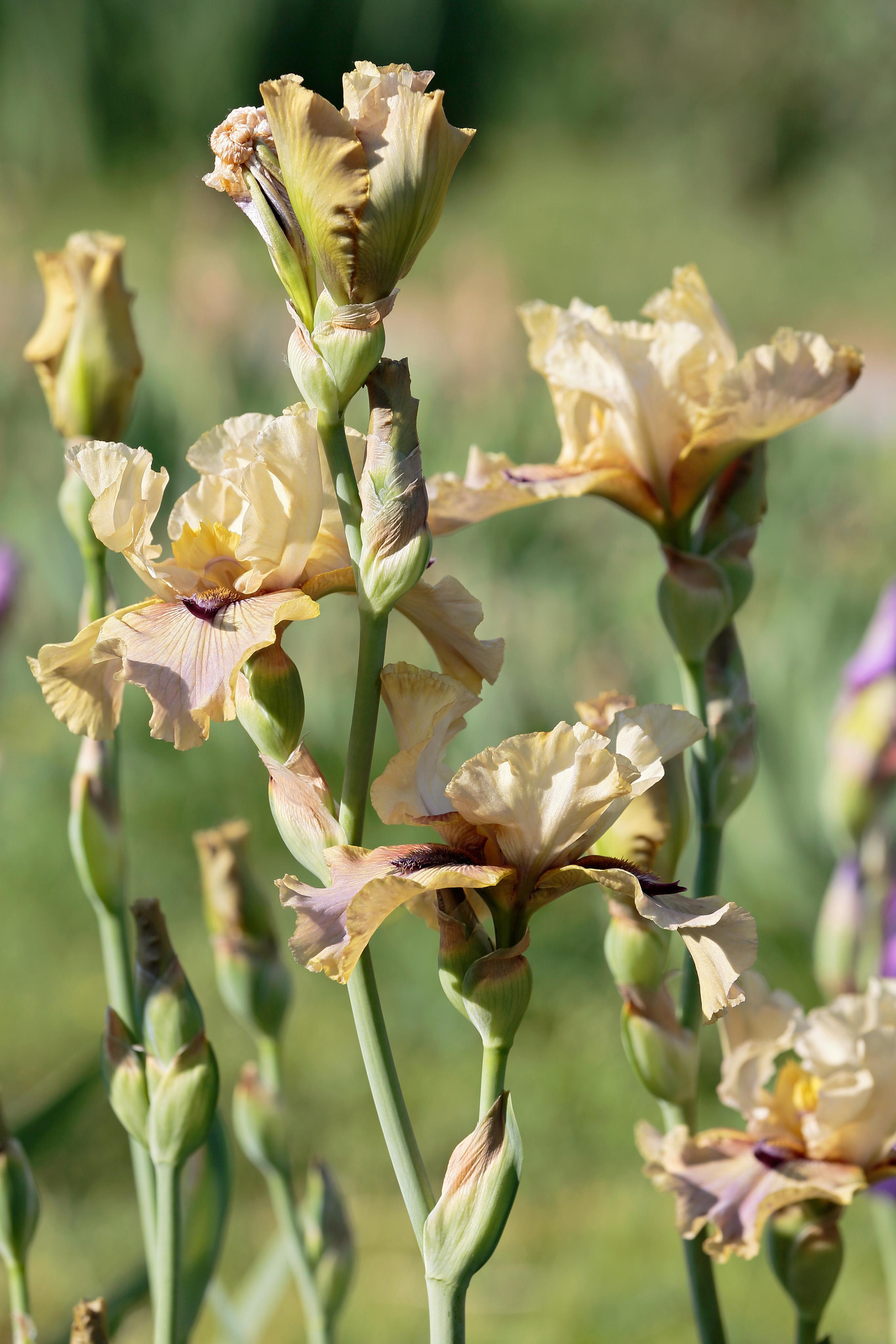 Ирис бородатый (Iris × germanica)