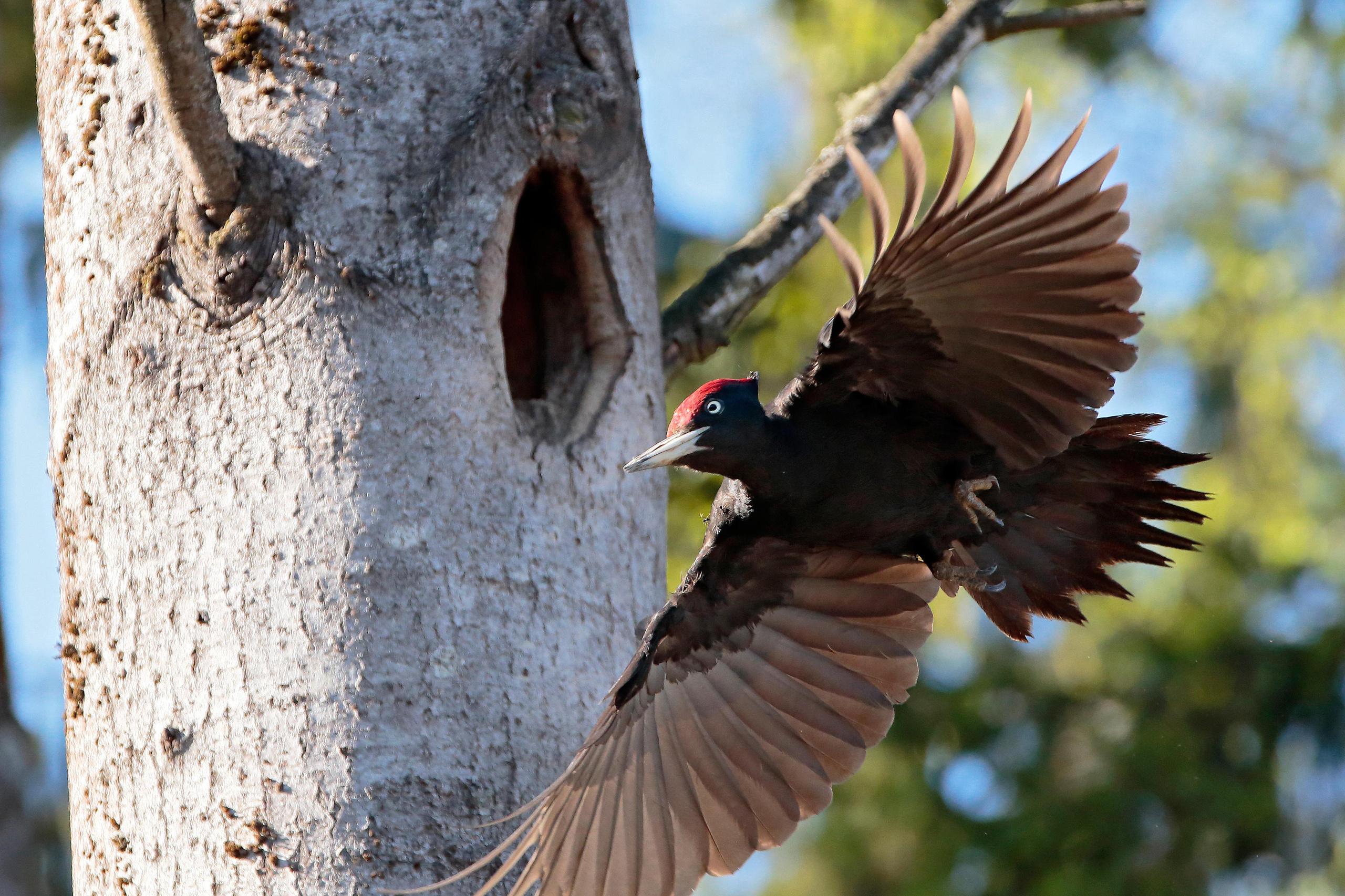 Чёрный дятел, или Желна, Подмосковье
