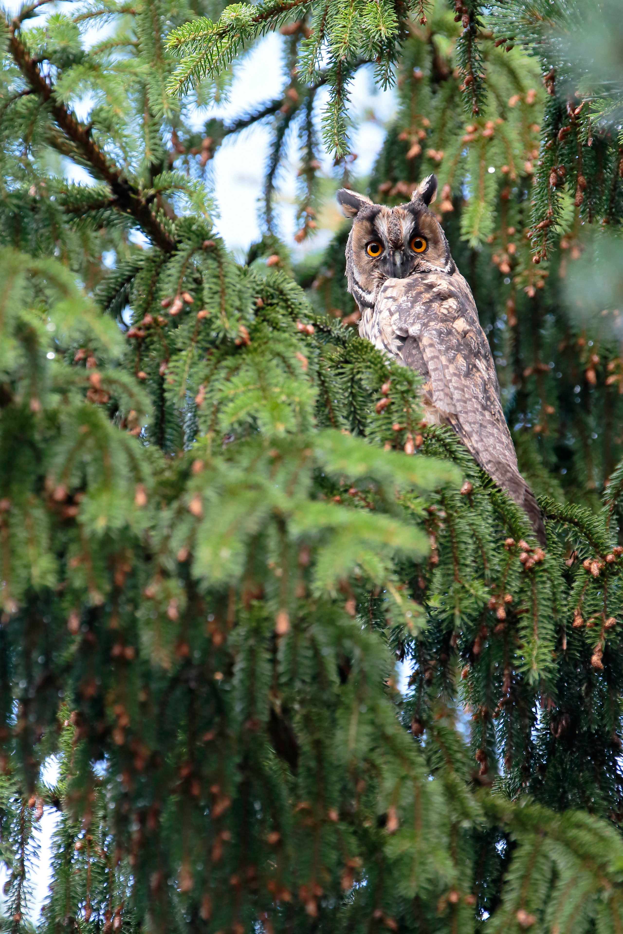 Ушастая сова, Плещеево озеро